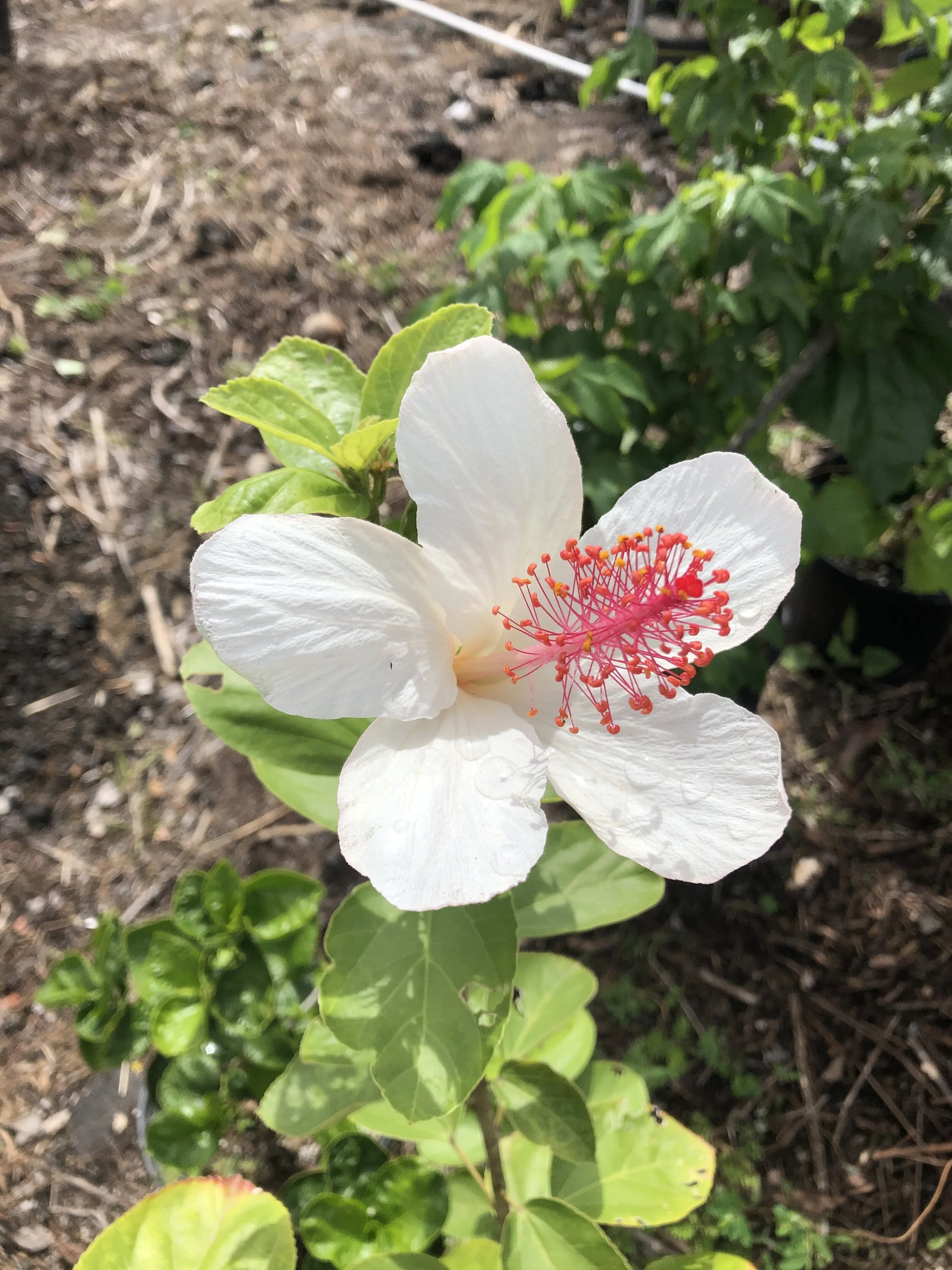 Hibiscus waimeae.jpg
