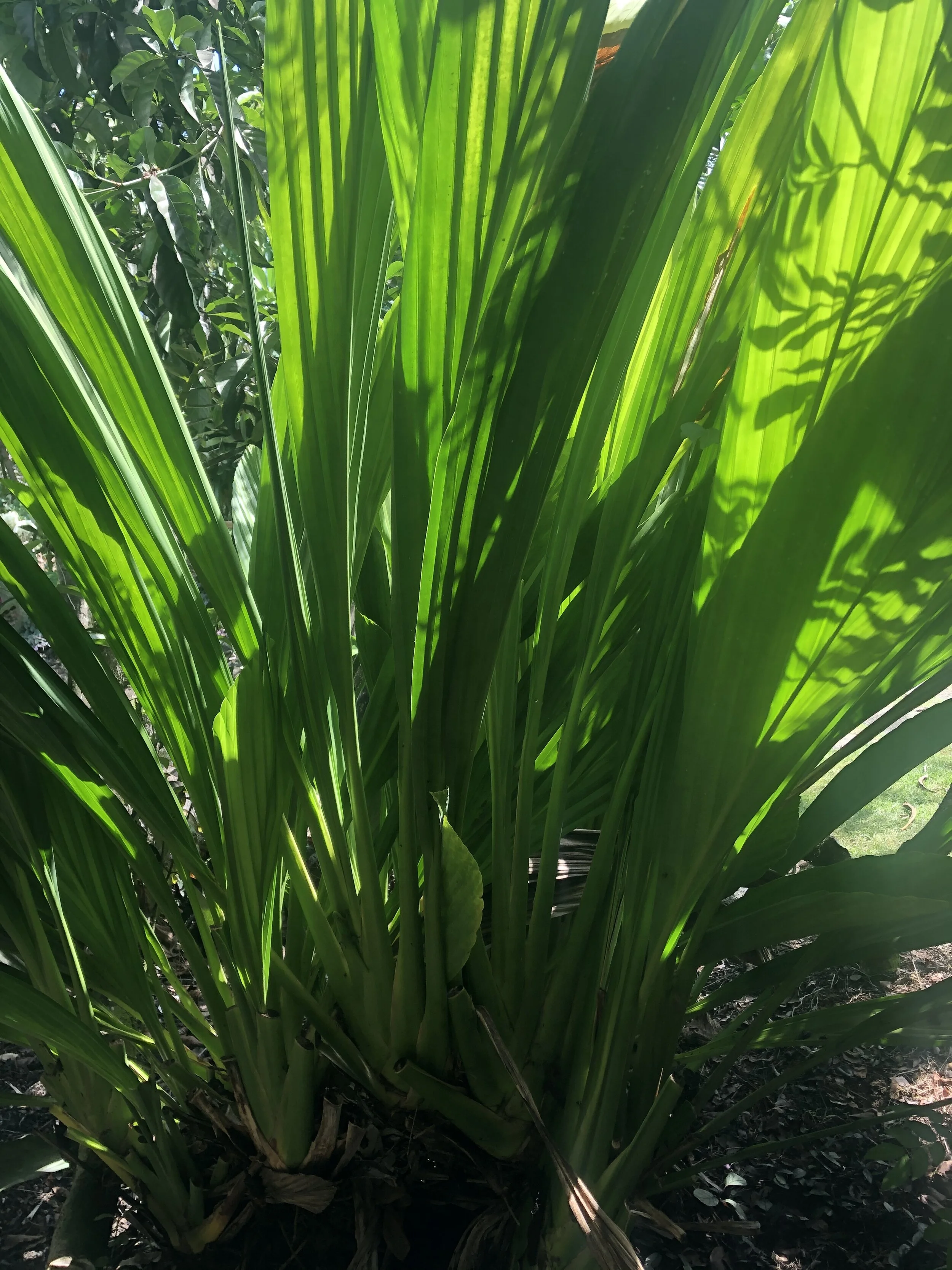 Ludovia lancifolia.jpg
