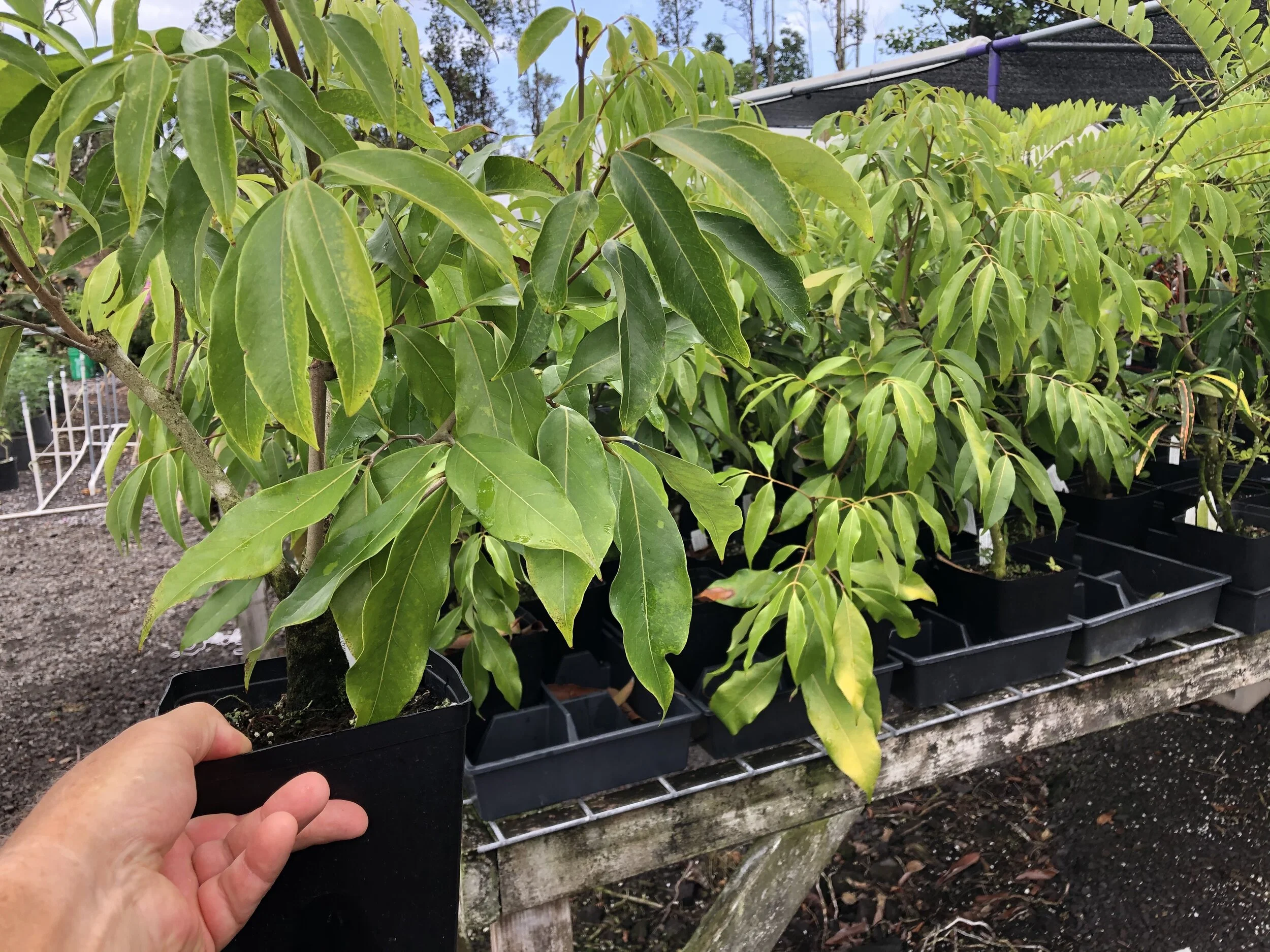 Lychee chinensis 'Kaimana'.jpg