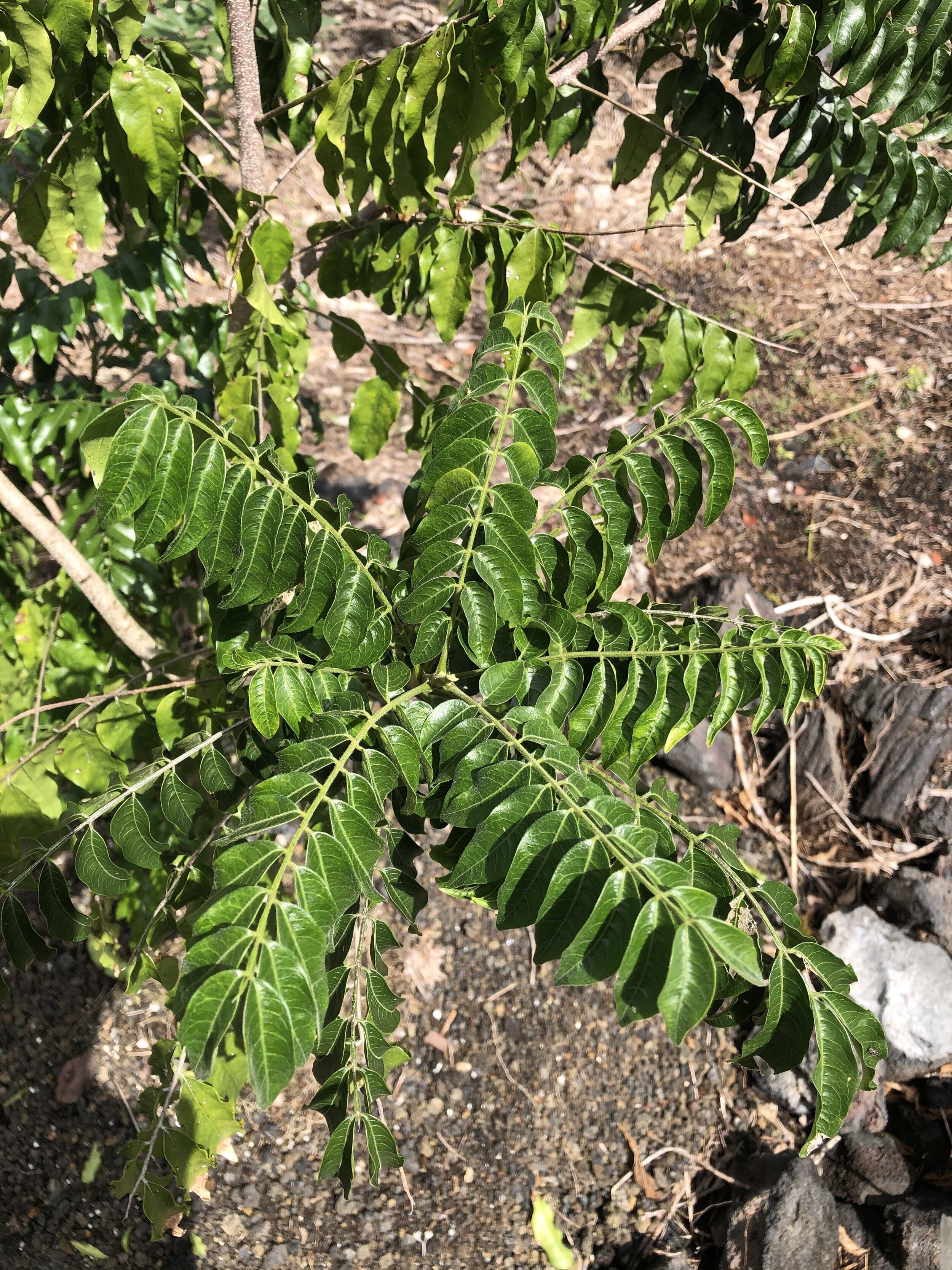 Majidea zanquebarica — Vintage Green Farms with Tom Piergrossi