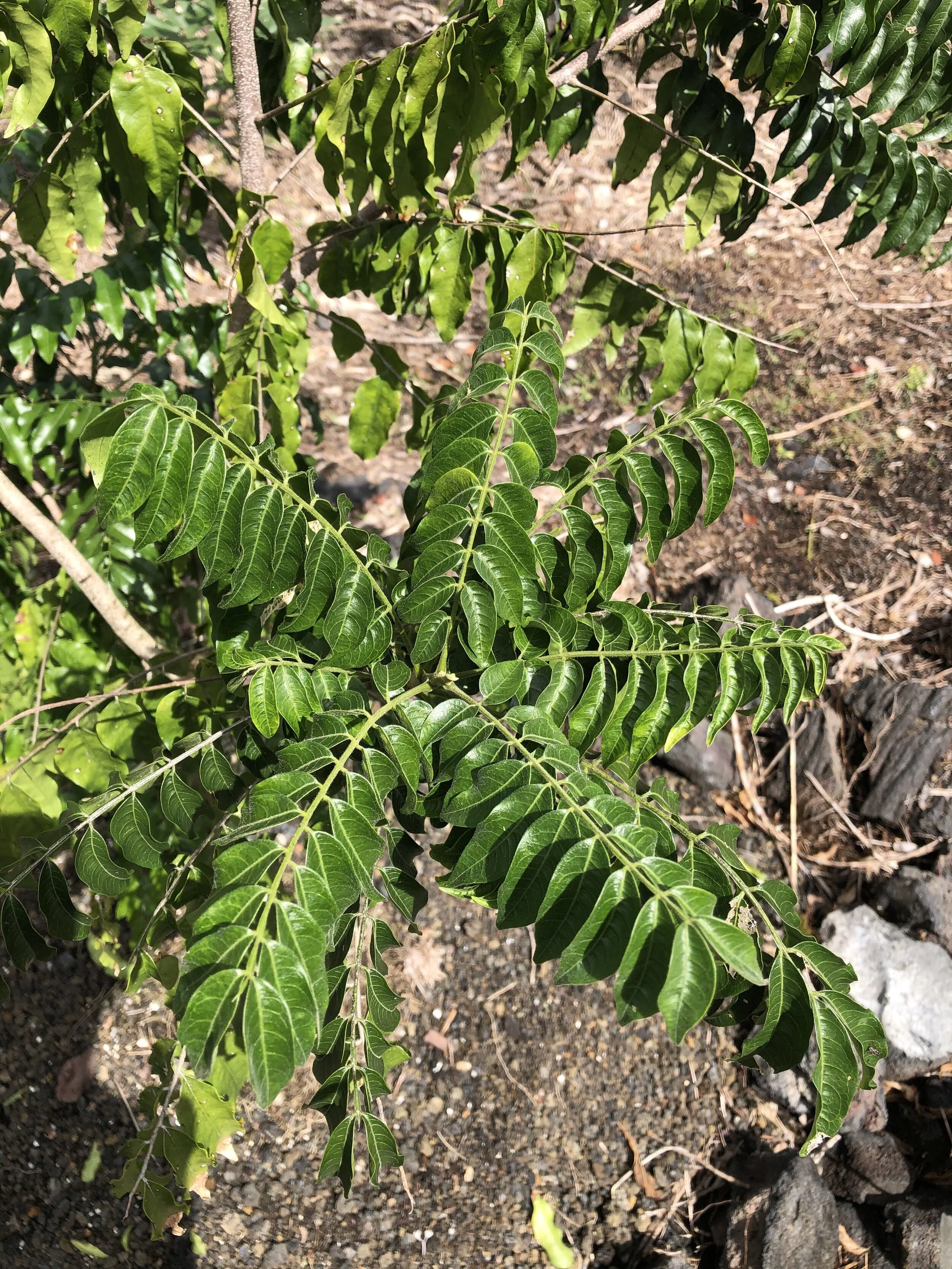 Majidea zanquebarica — Vintage Green Farms with Tom Piergrossi