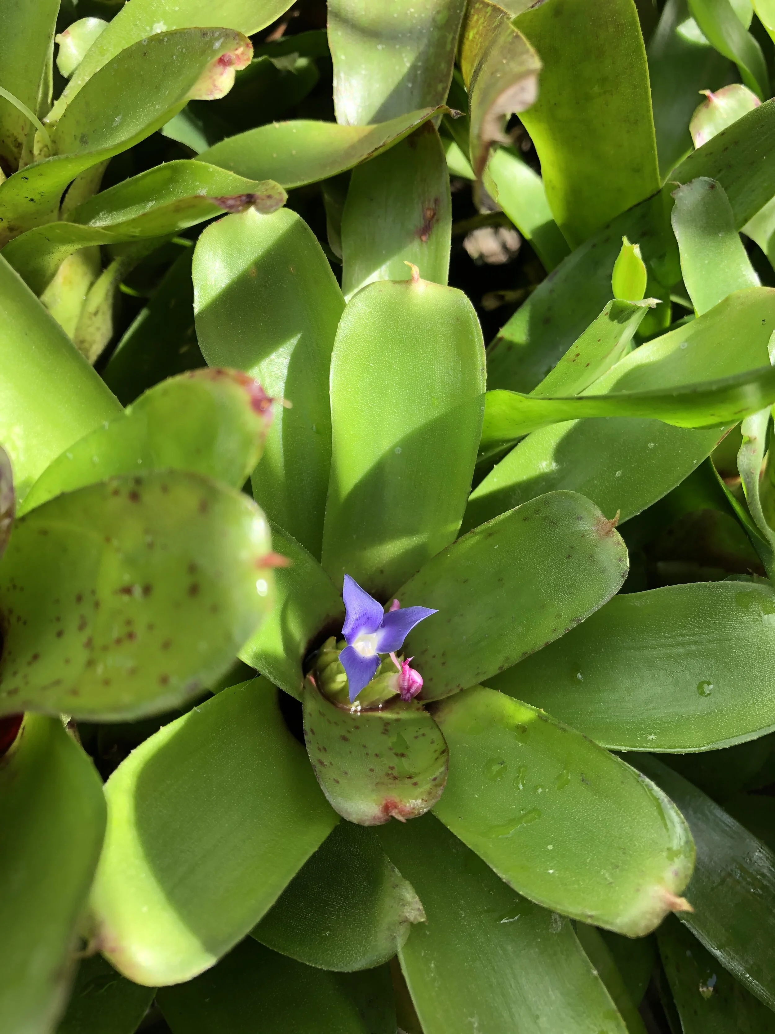 Neoregelia 'Chiquita Linda' (2).jpg