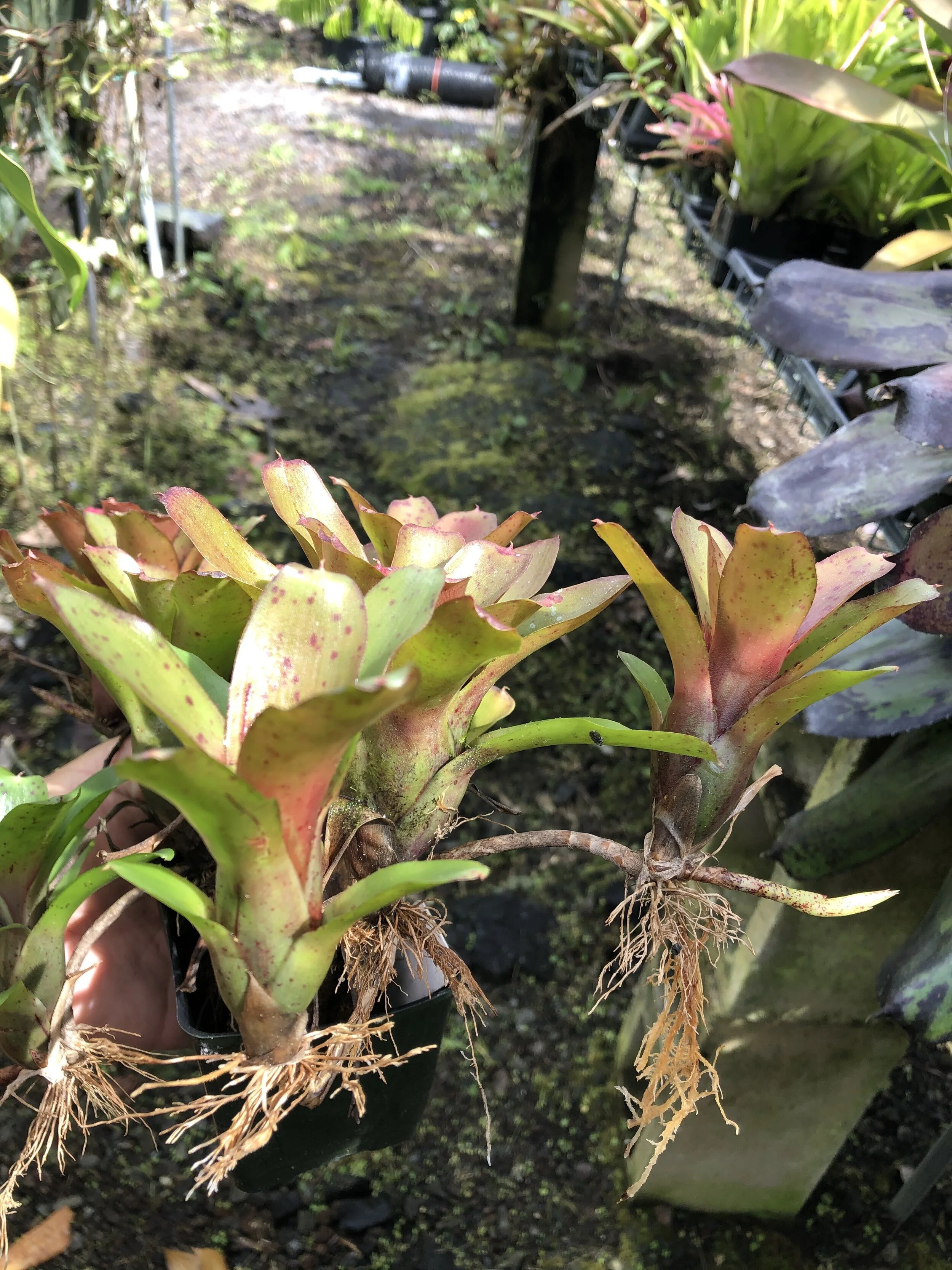 Neoregelia 'Chiquita Linda' (1).jpg