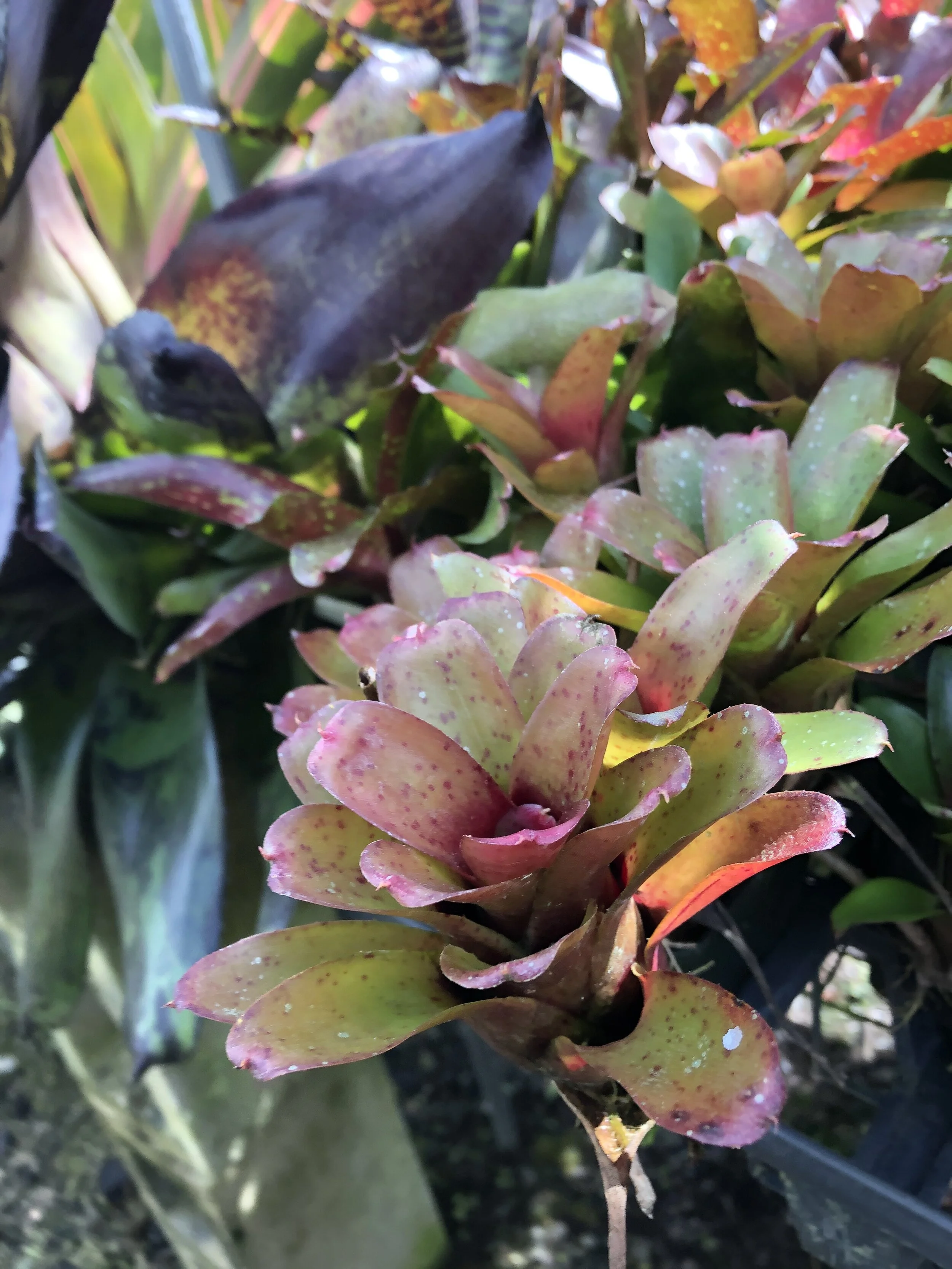 Neoregelia 'Chiquita Linda'.jpg