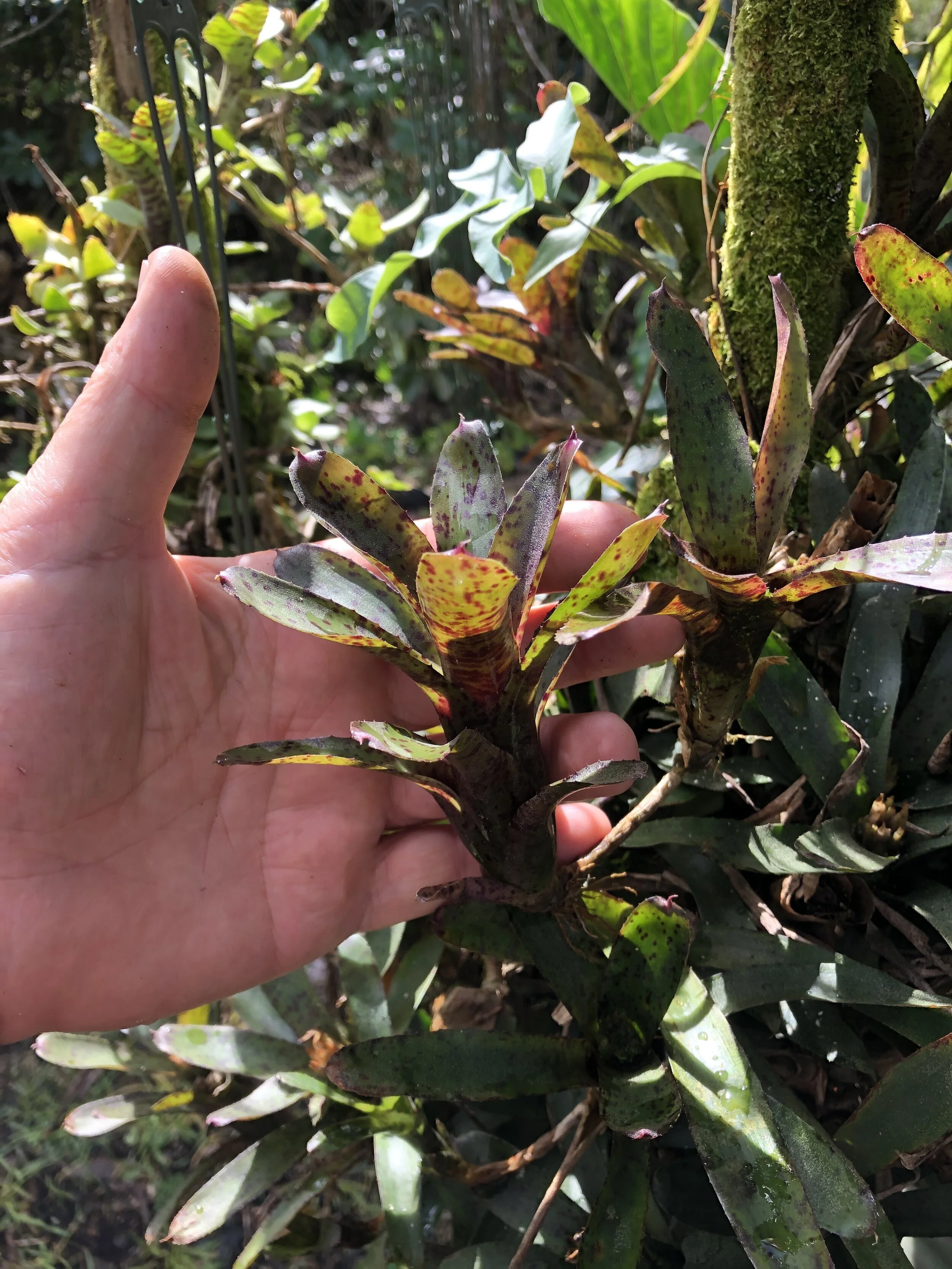 Neoregelia 'Purple Lily' (1).jpg