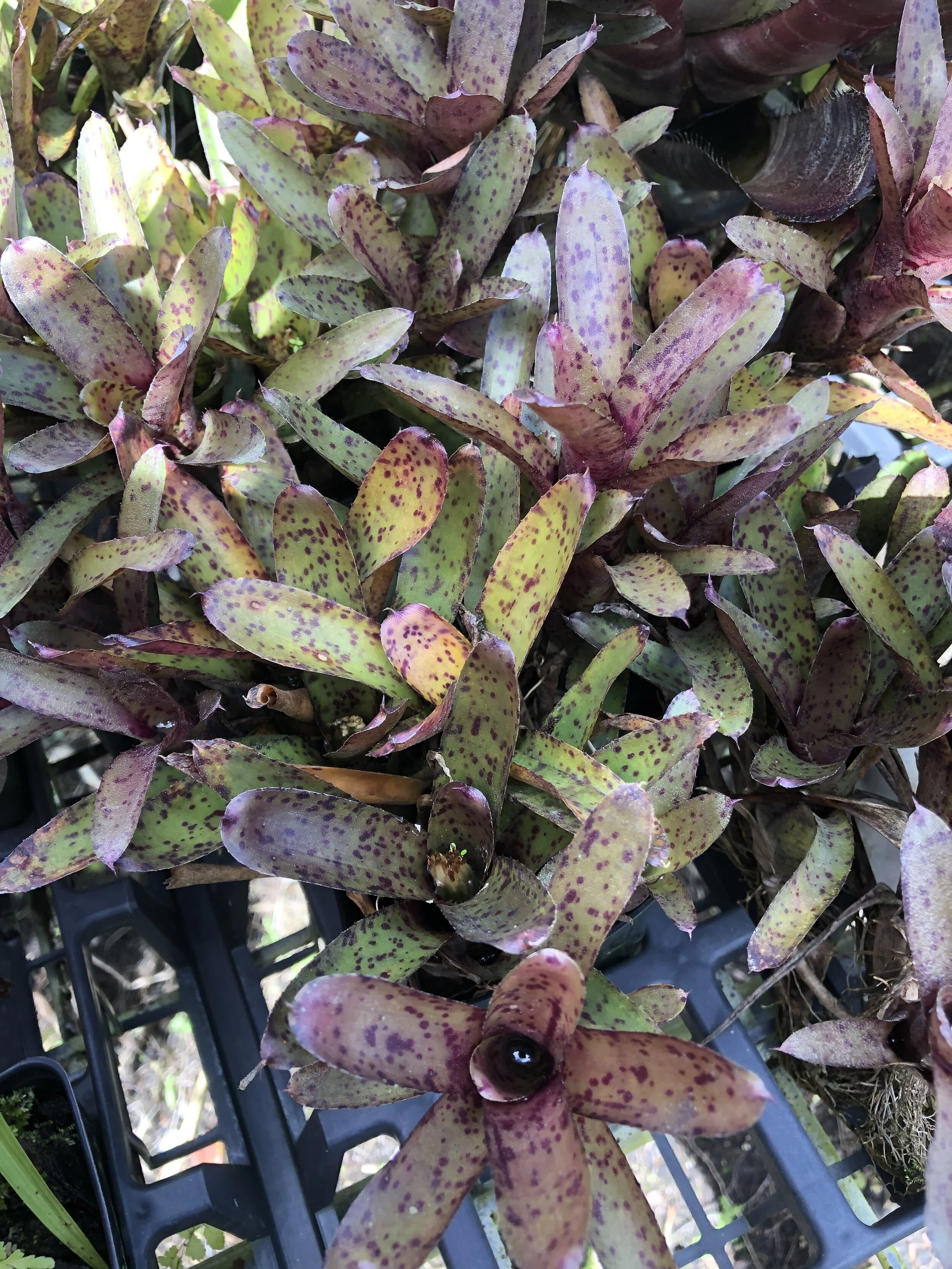 Neoregelia 'Purple Lily' (3).jpg