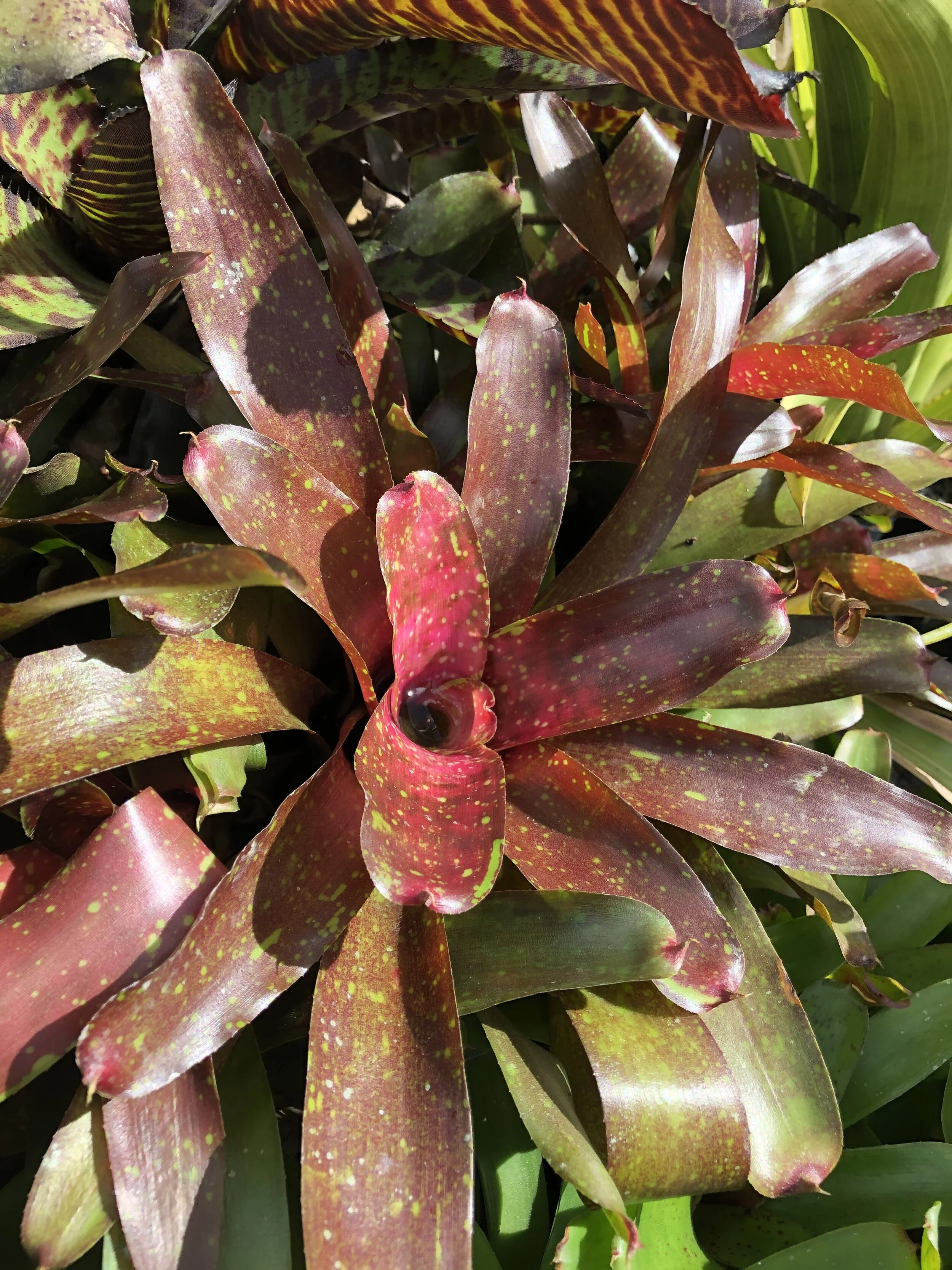 Neoregelia ampullacea 'Ruby Throat'.jpg