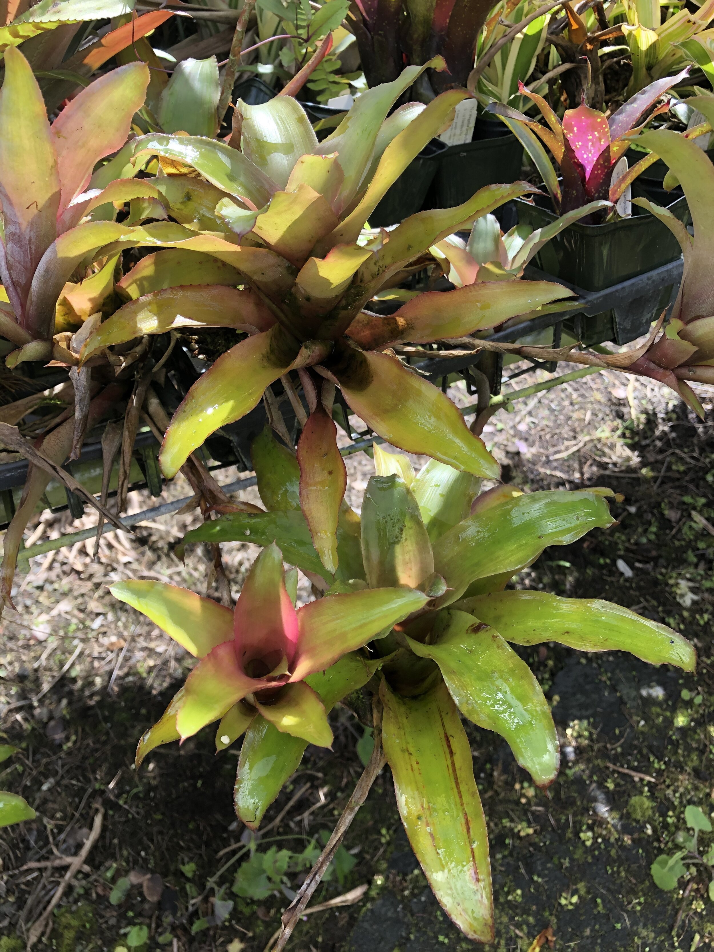 Neoregelia sapiatabensis (2).jpg