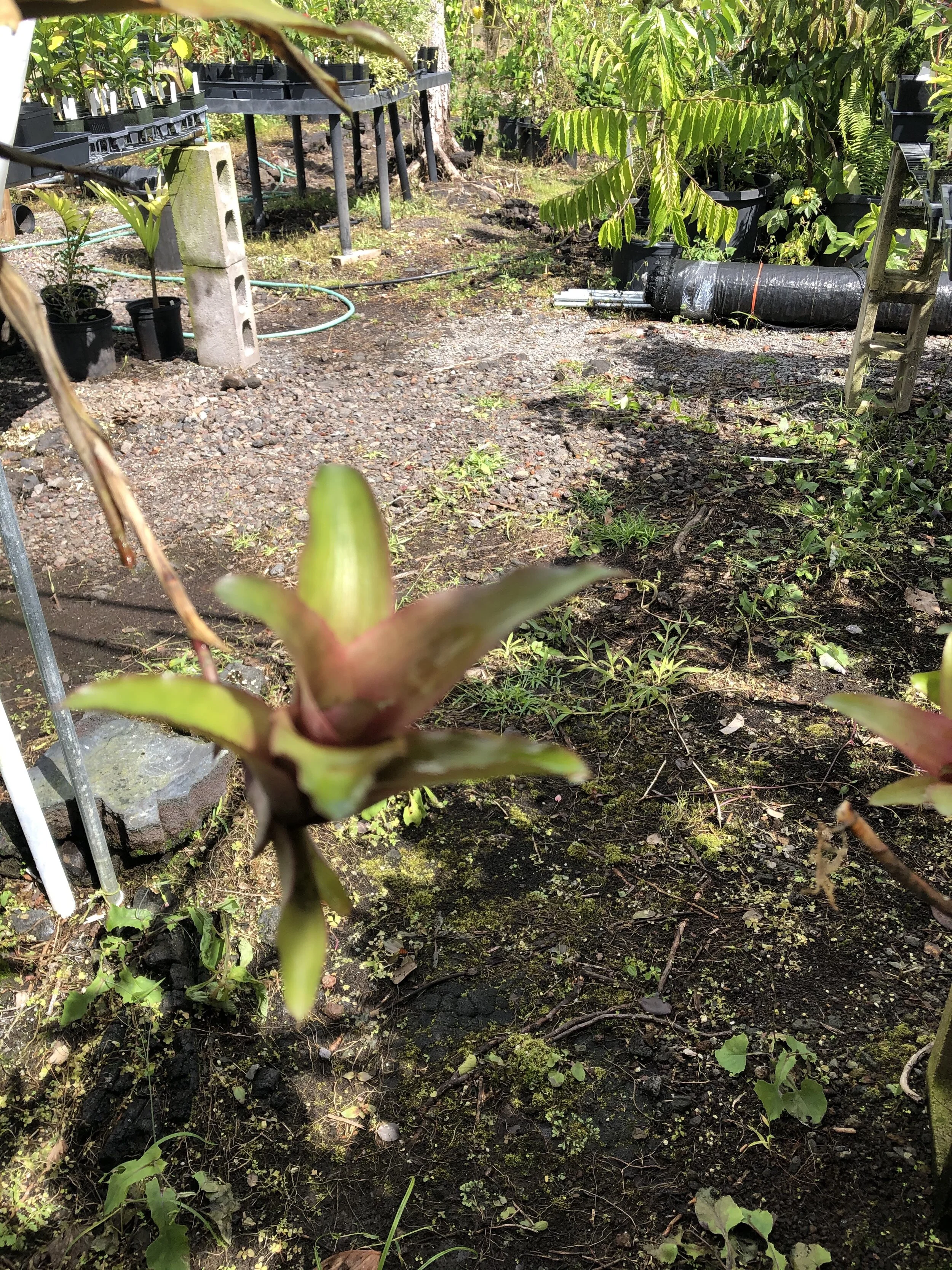 Neoregelia sapiatabensis (1).jpg