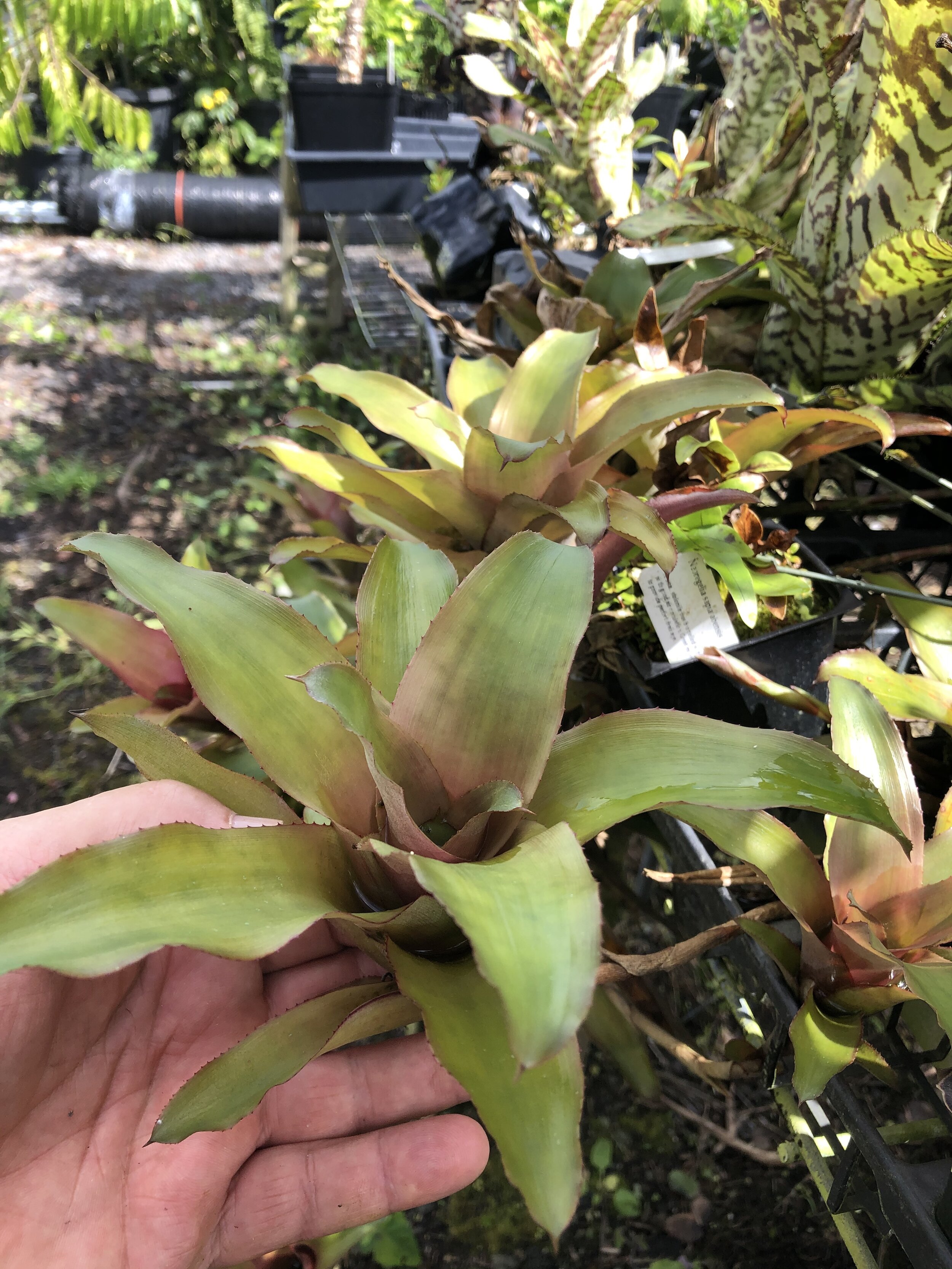 Neoregelia sapiatabensis.jpg