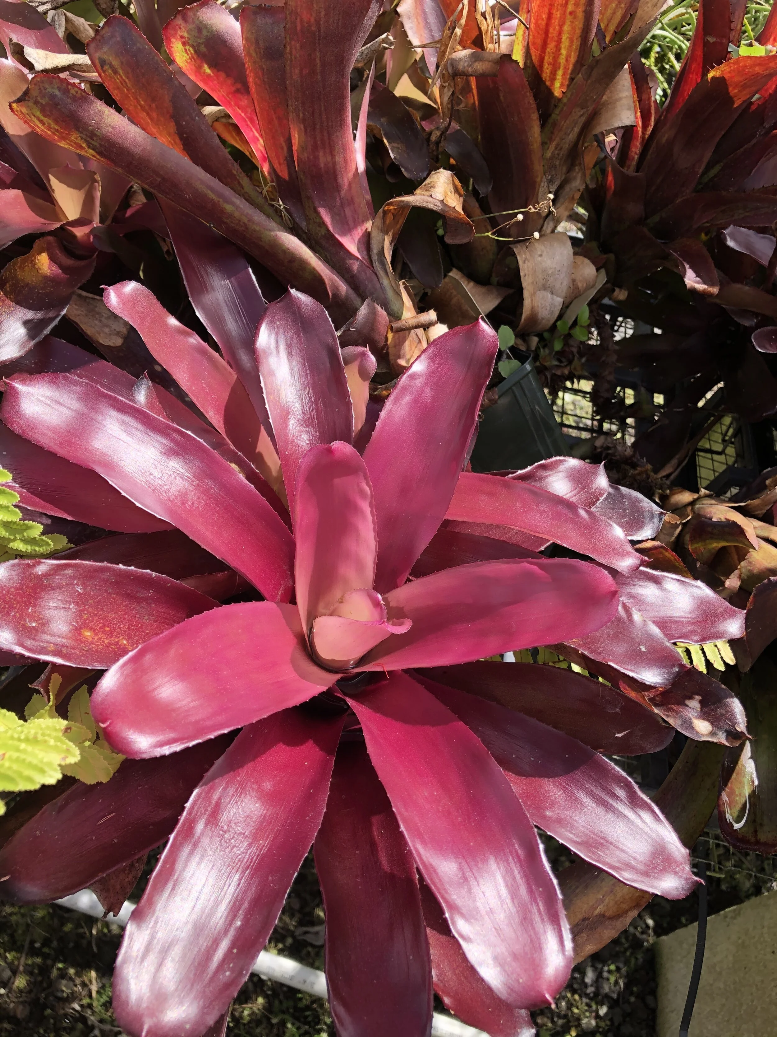 Neoregelia schultsiana 'Violet Rose Fireball' (1).jpg