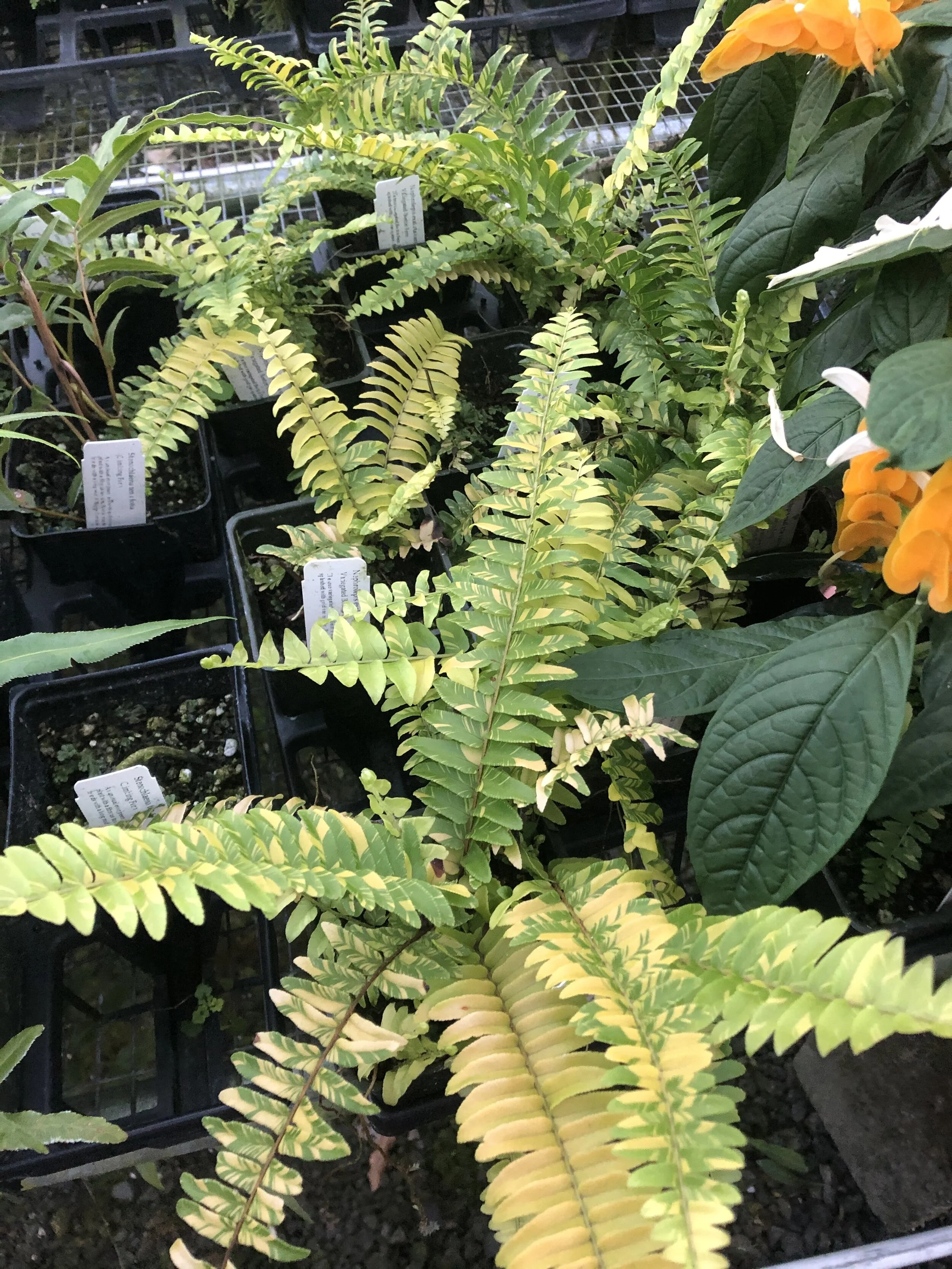 Nephrolepis exaltata variegata 'Tiger'.jpg