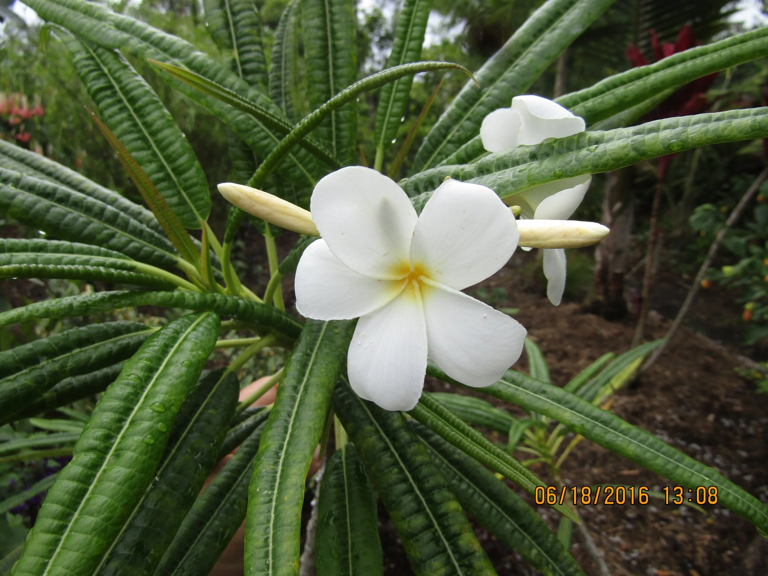 Plumeria alba (2).jpg