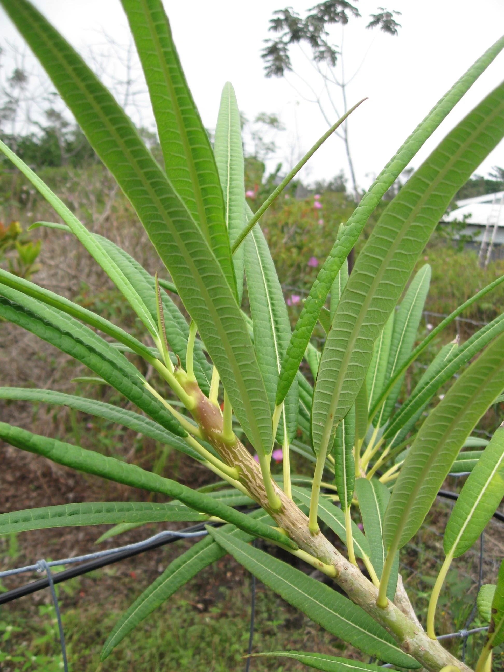 Plumeria alba.jpg
