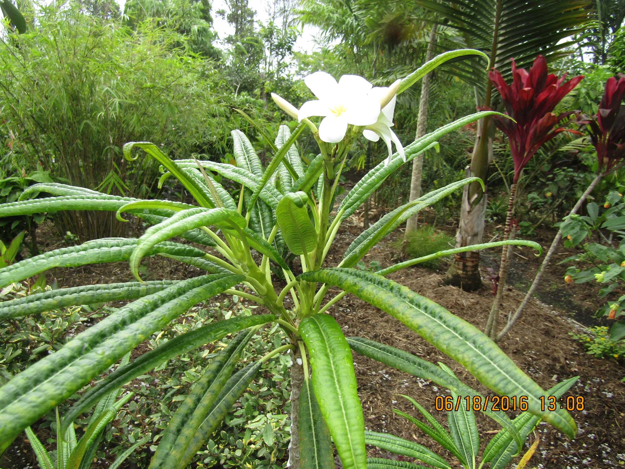 Plumeria alba (1).jpg