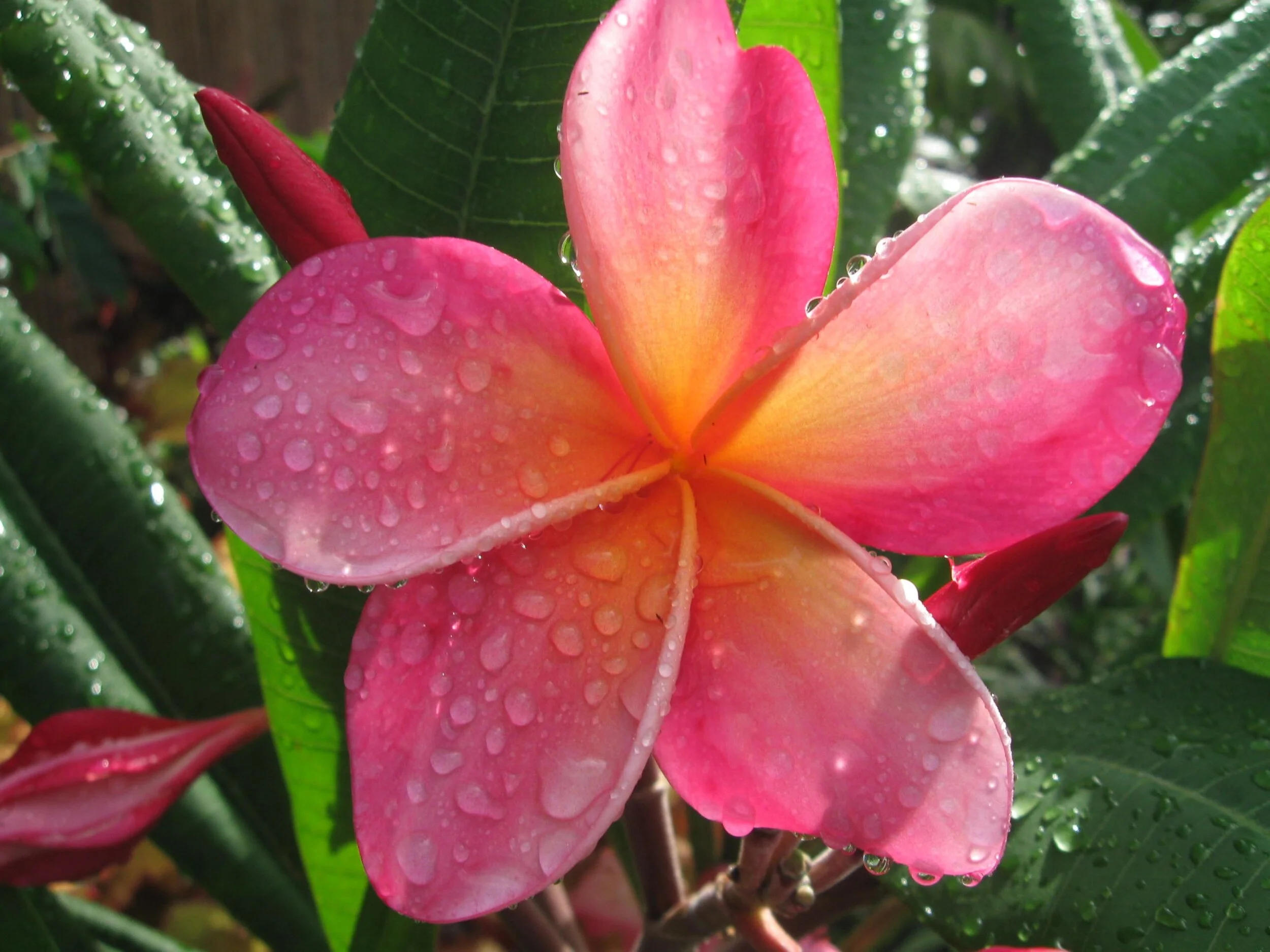 Plumeria rubra 'Kaneohe Sunburst' (1).jpg