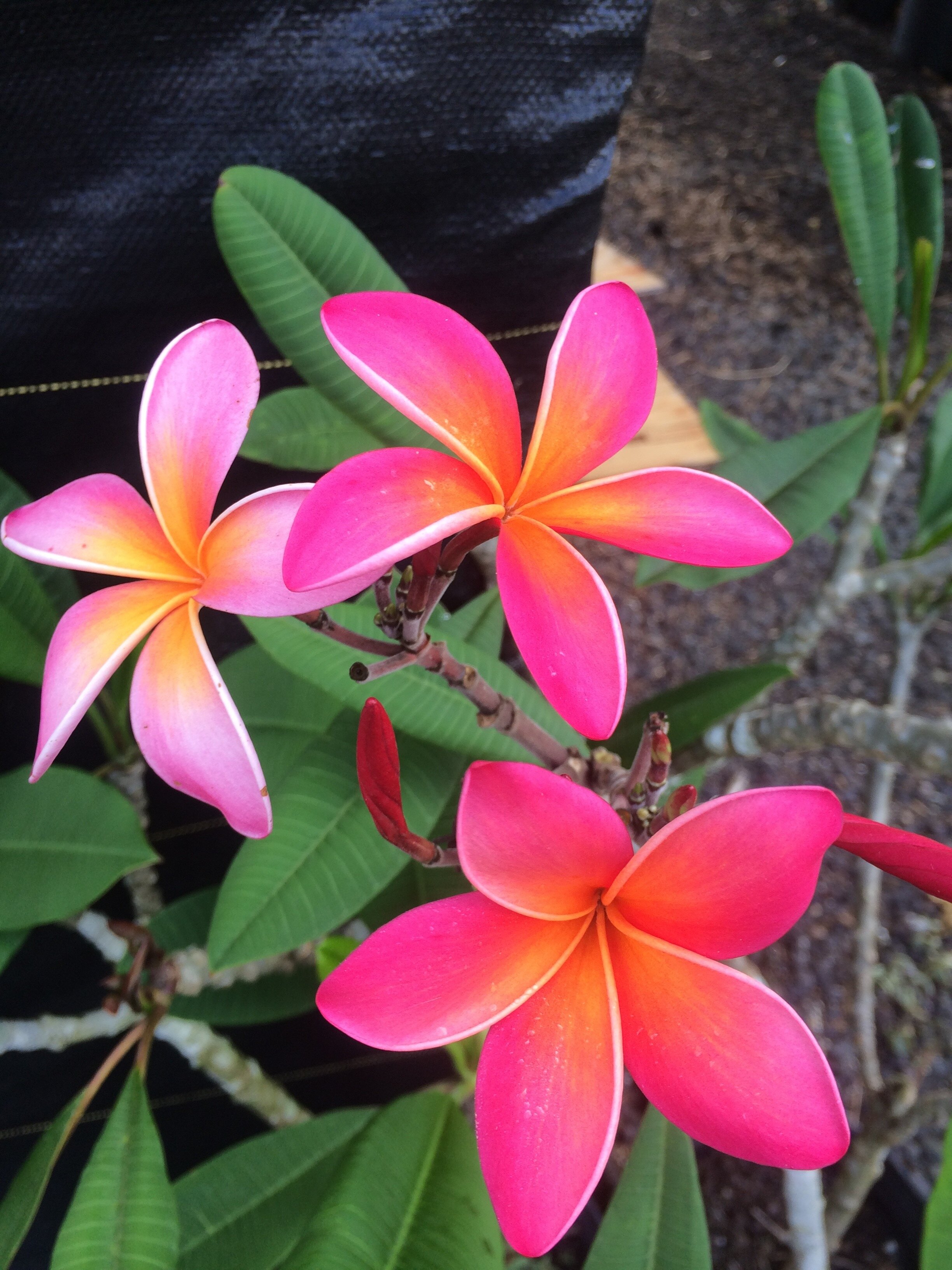 Plumeria rubra 'Kaneohe Sunburst' (2).jpg