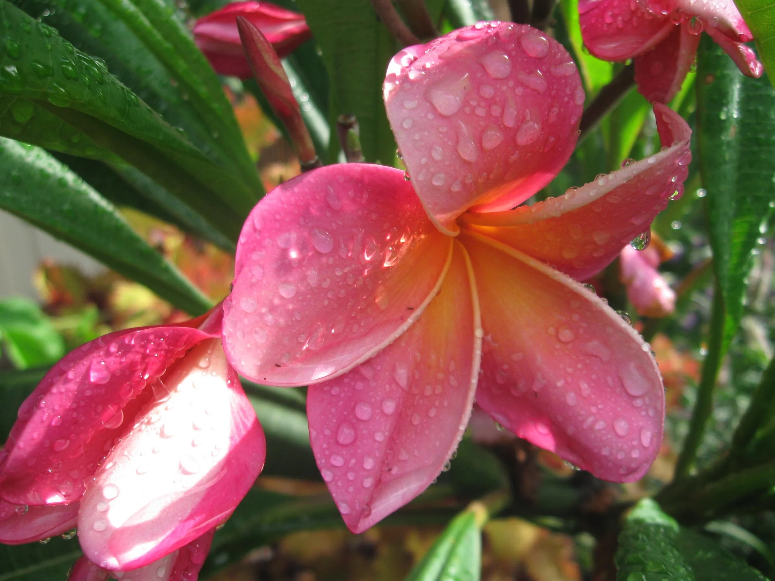 Plumeria rubra 'Kaneohe Sunburst'.jpg