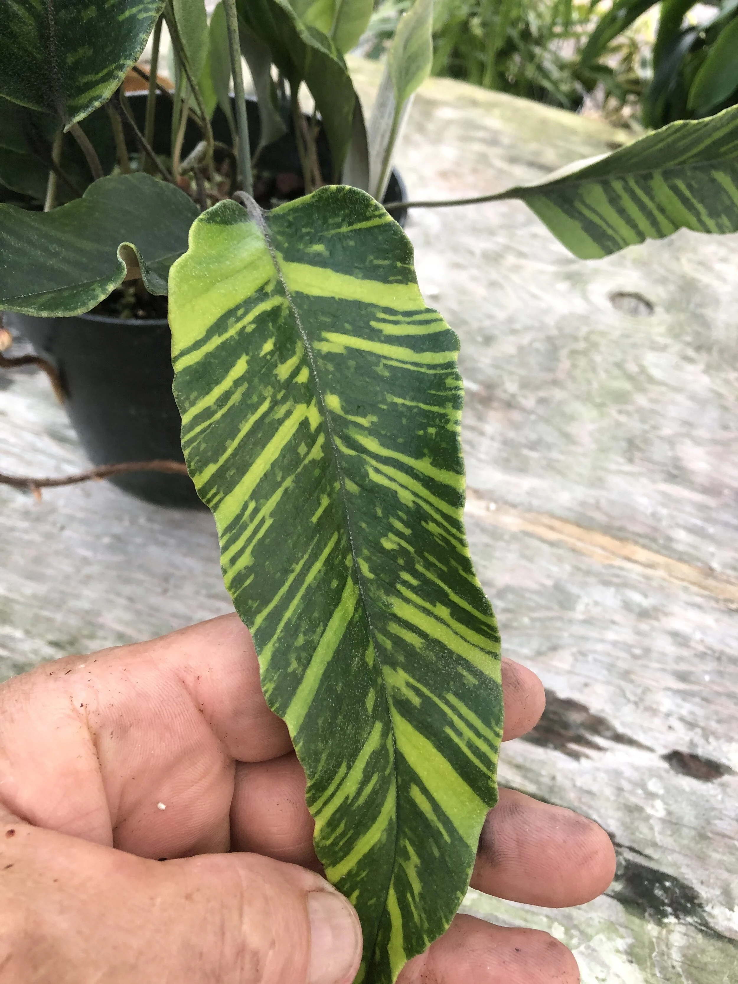 Pyrrosia lingua variegata (1).jpg