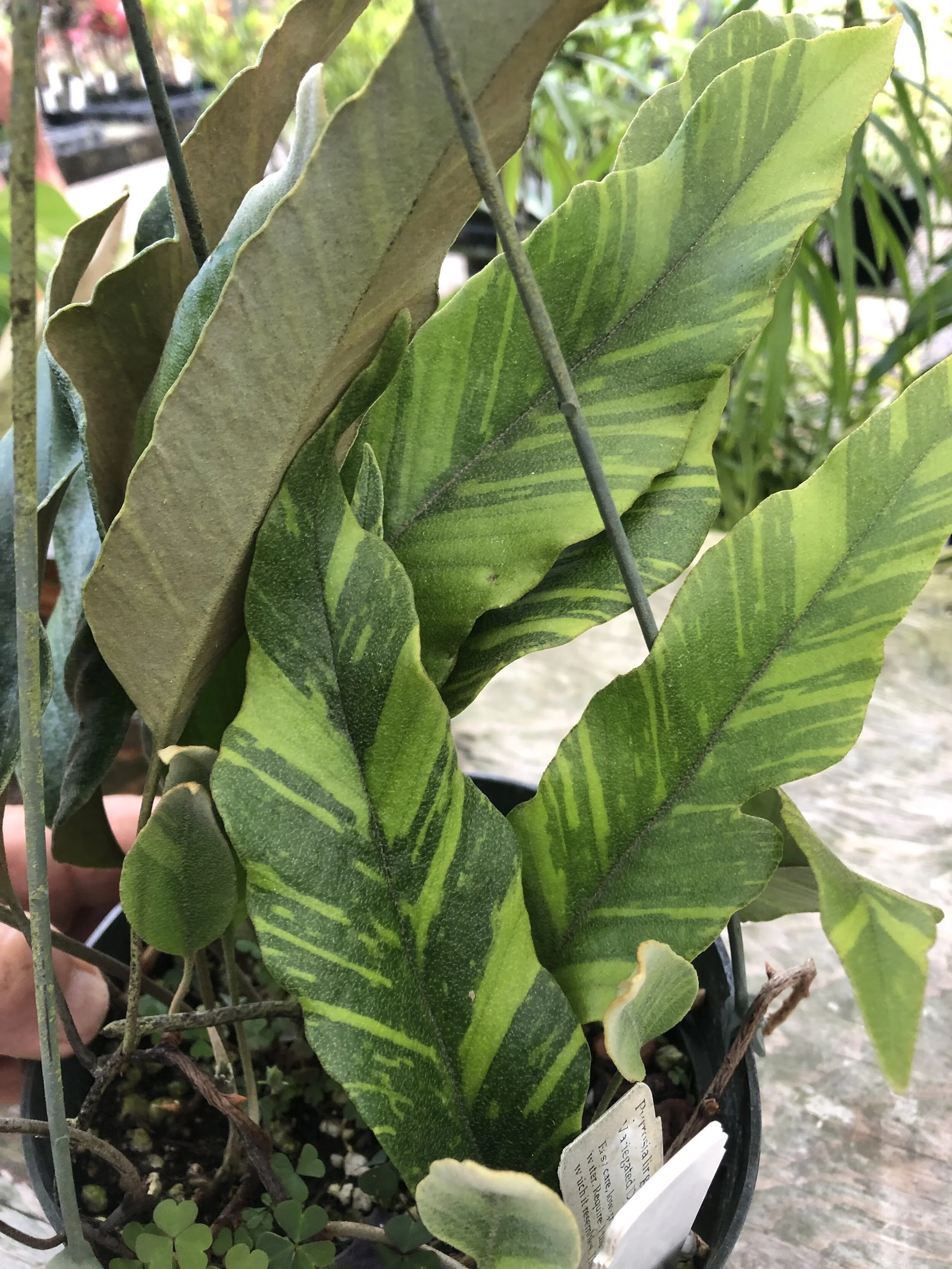 Pyrrosia lingua variegata (2).jpg