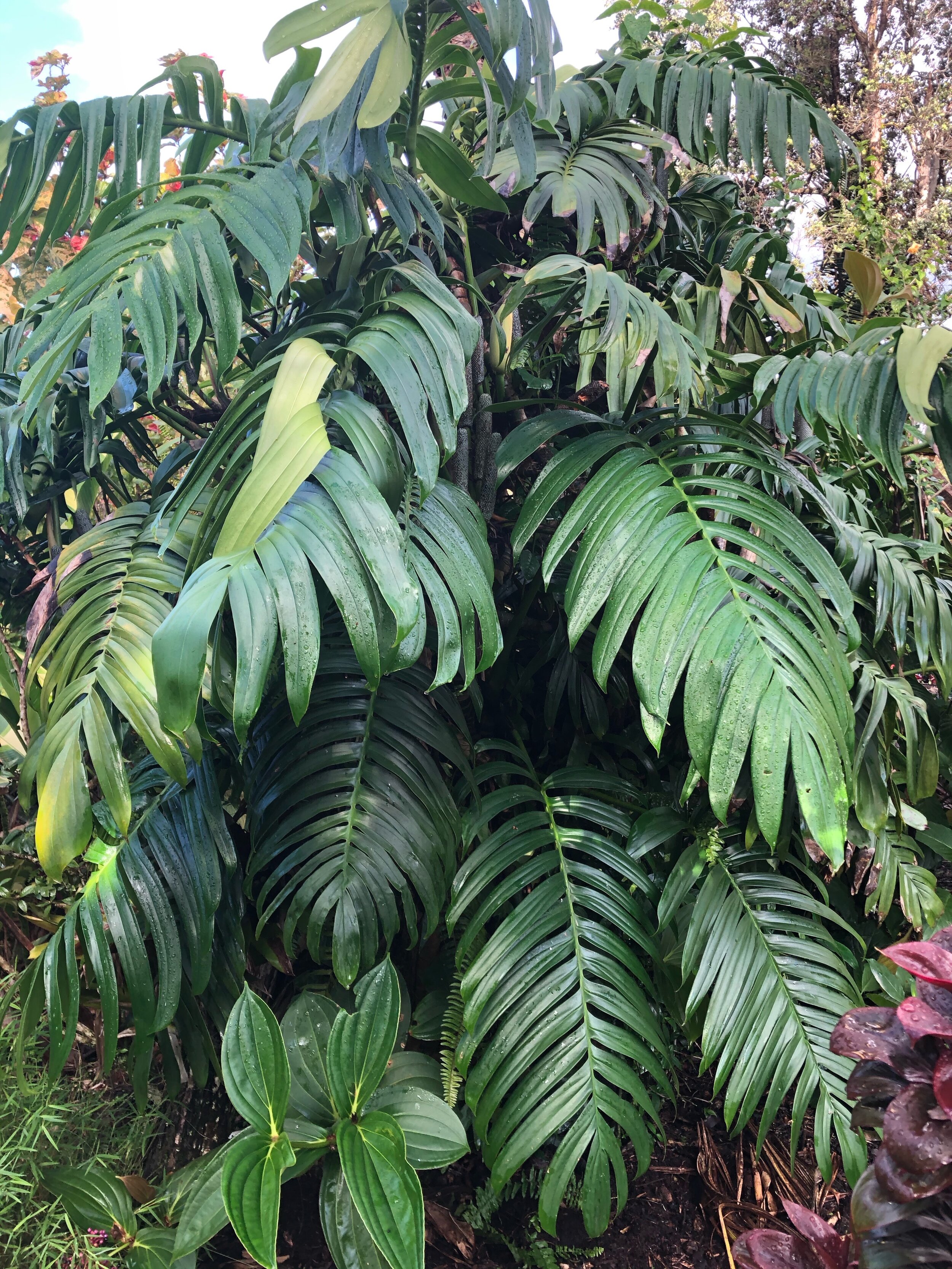 Rhaphidophora decursiva.jpg