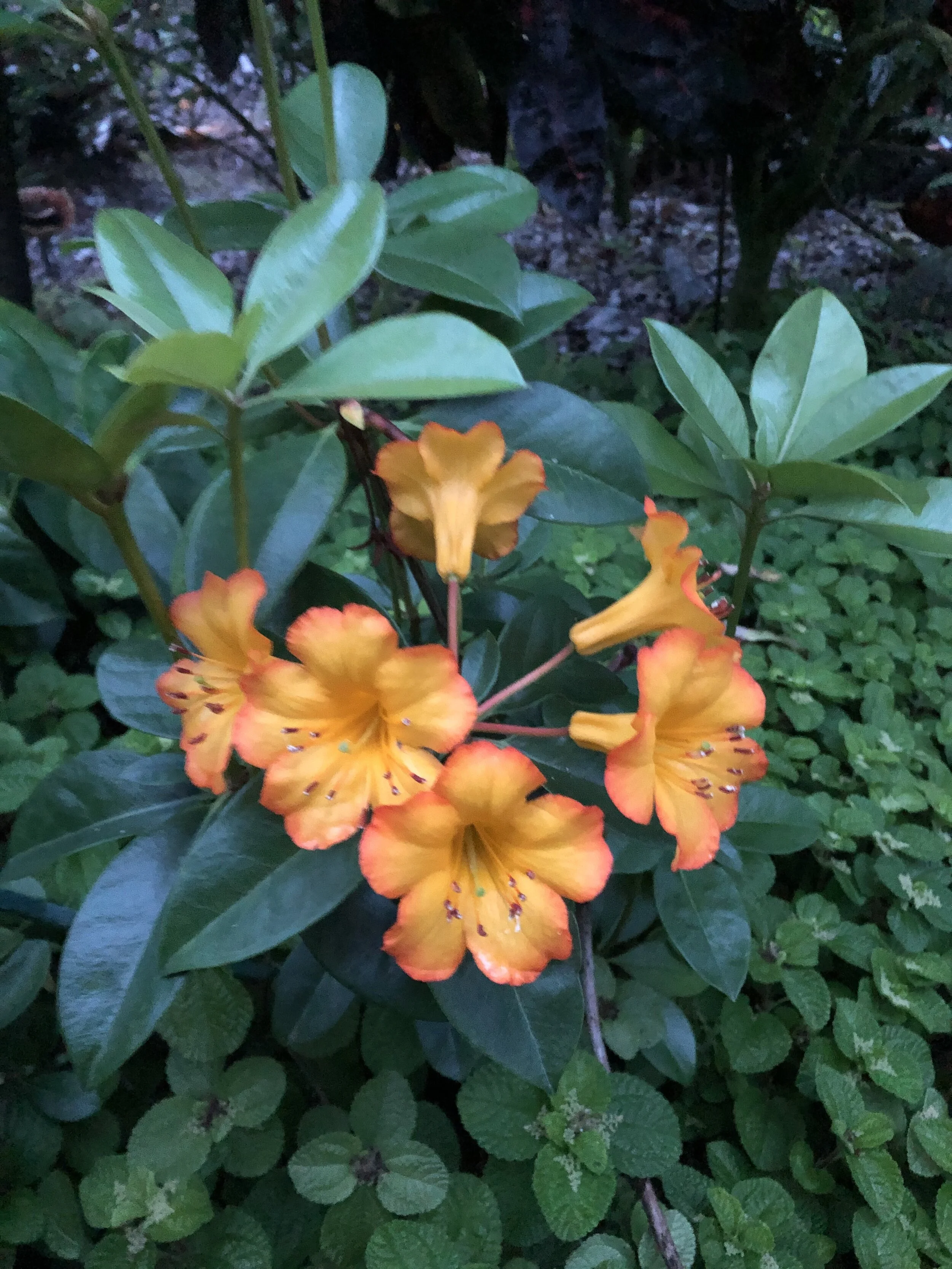 Rhododendron vireya 'Haloed Gold'.jpg
