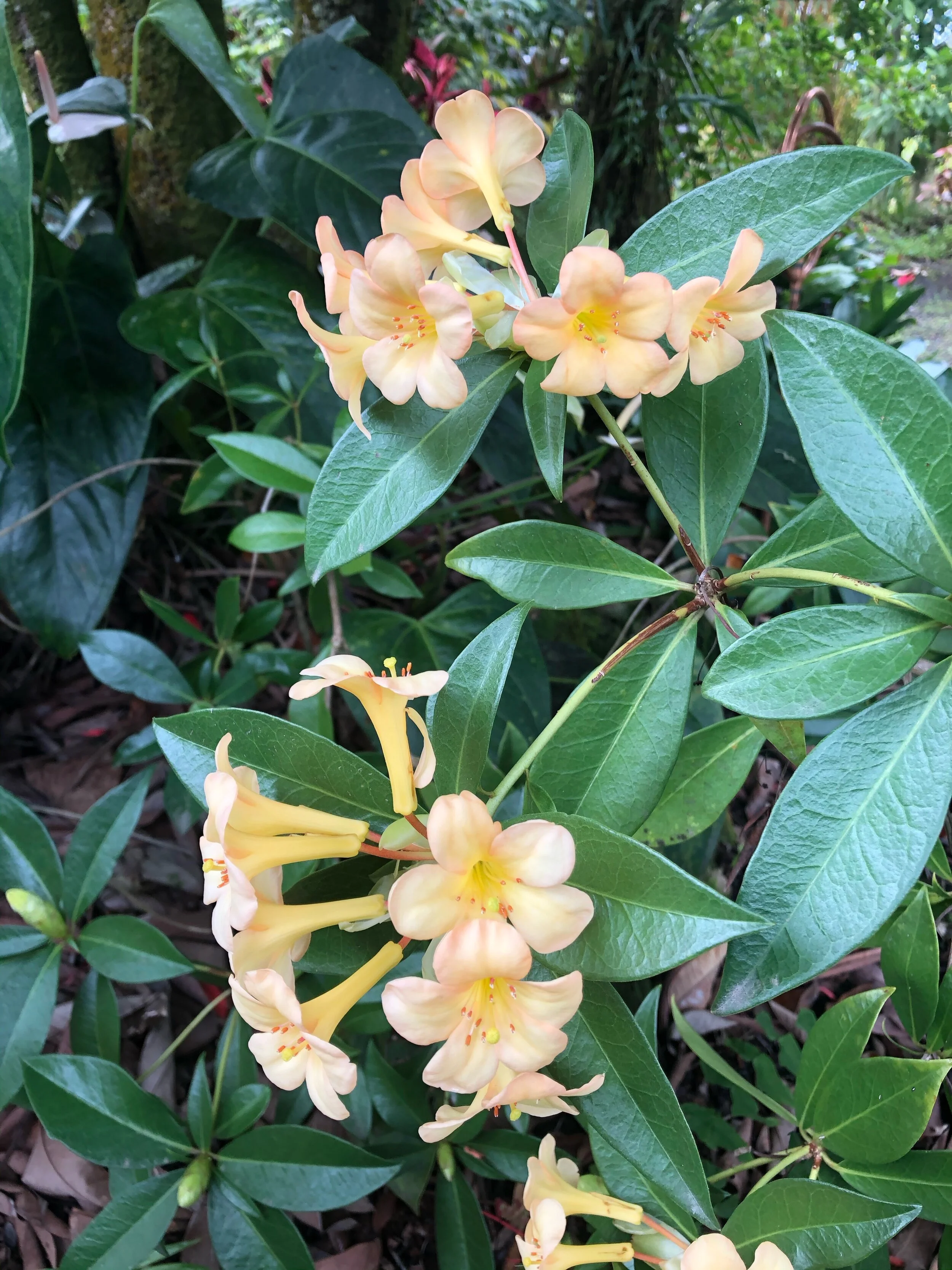 Rhododendron vireya 'Just Peachy' (2).jpg