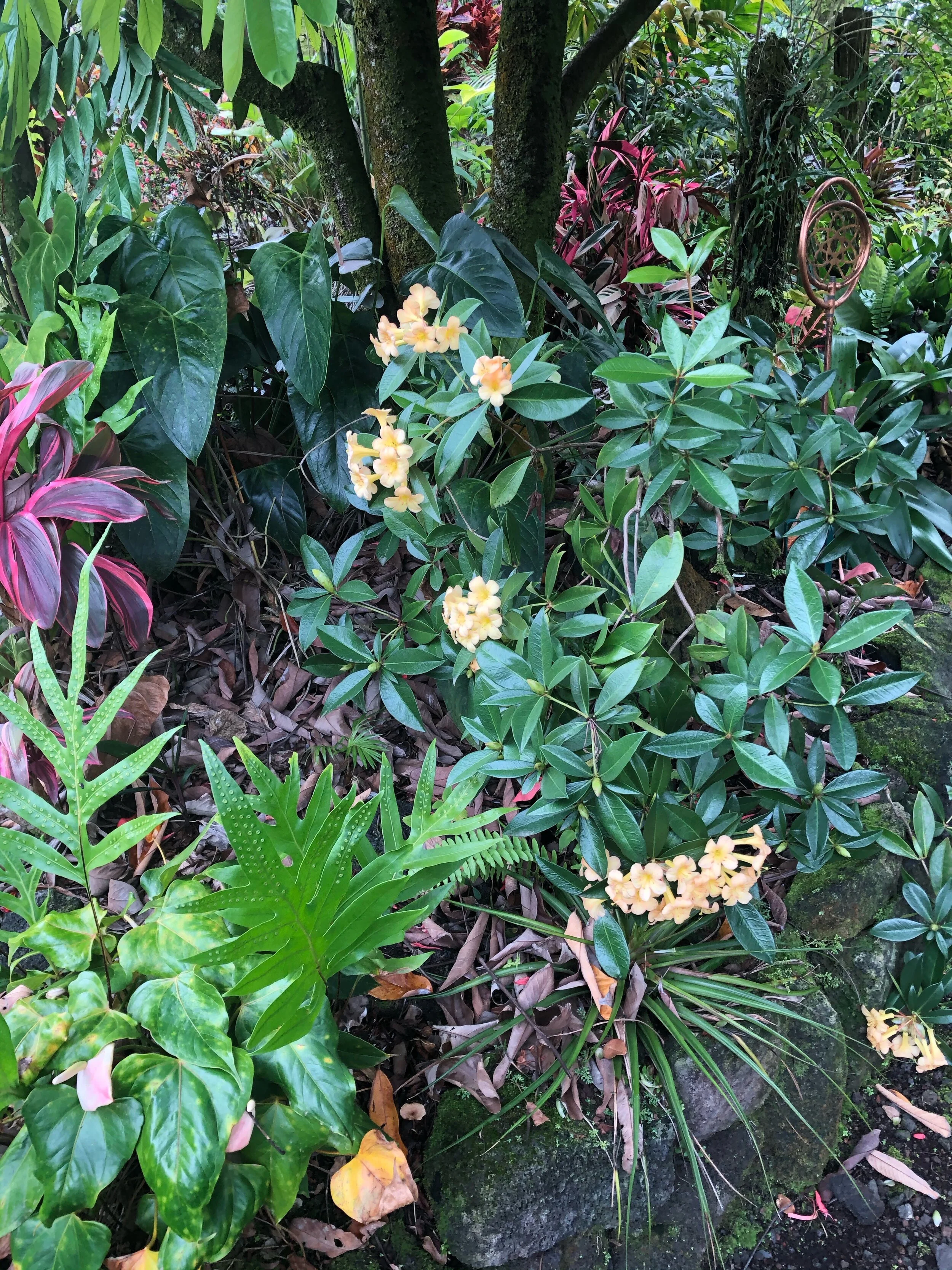 Rhododendron vireya 'Just Peachy' (1).jpg