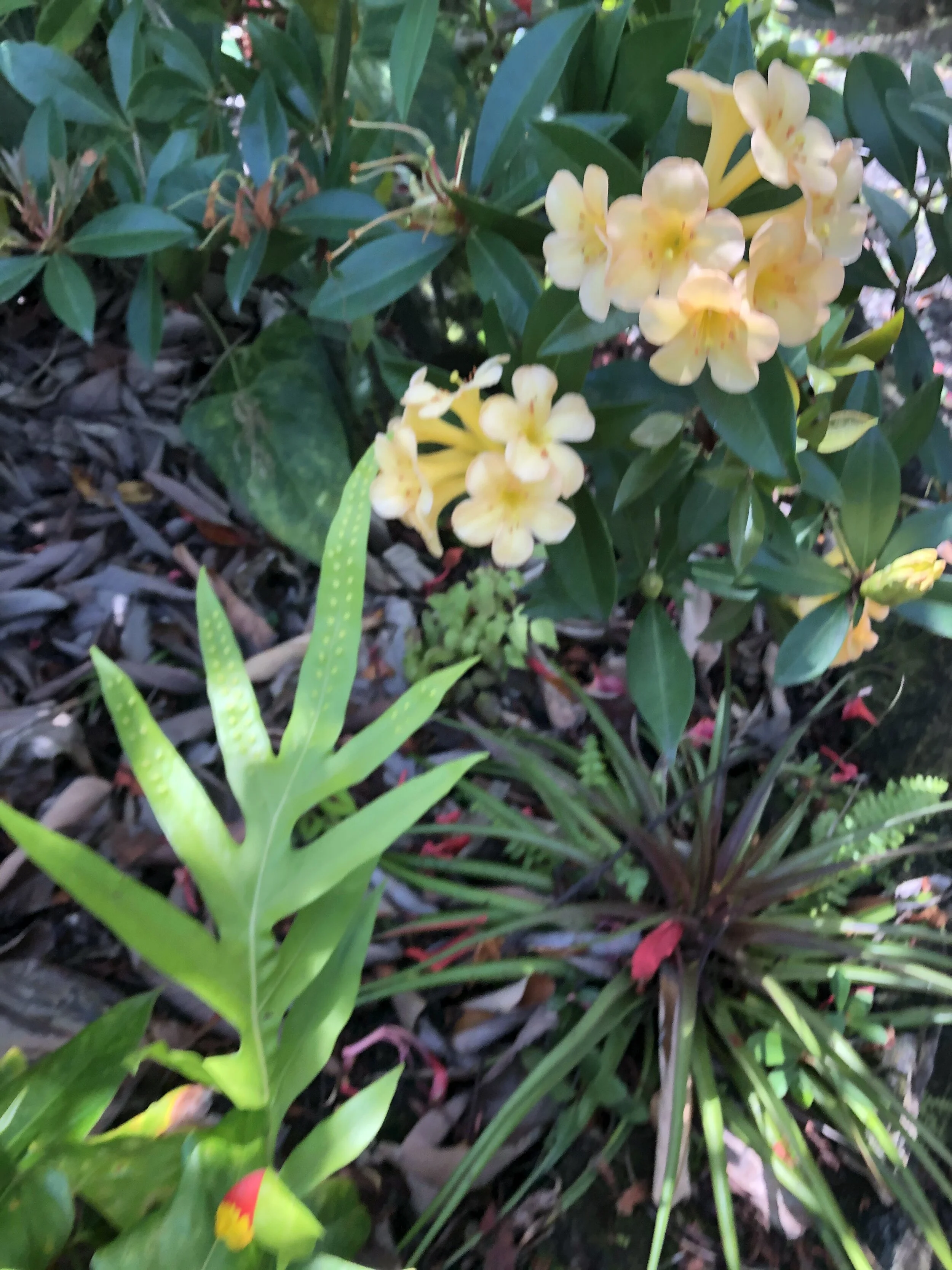 Rhododendron vireya 'Just Peachy'.jpg