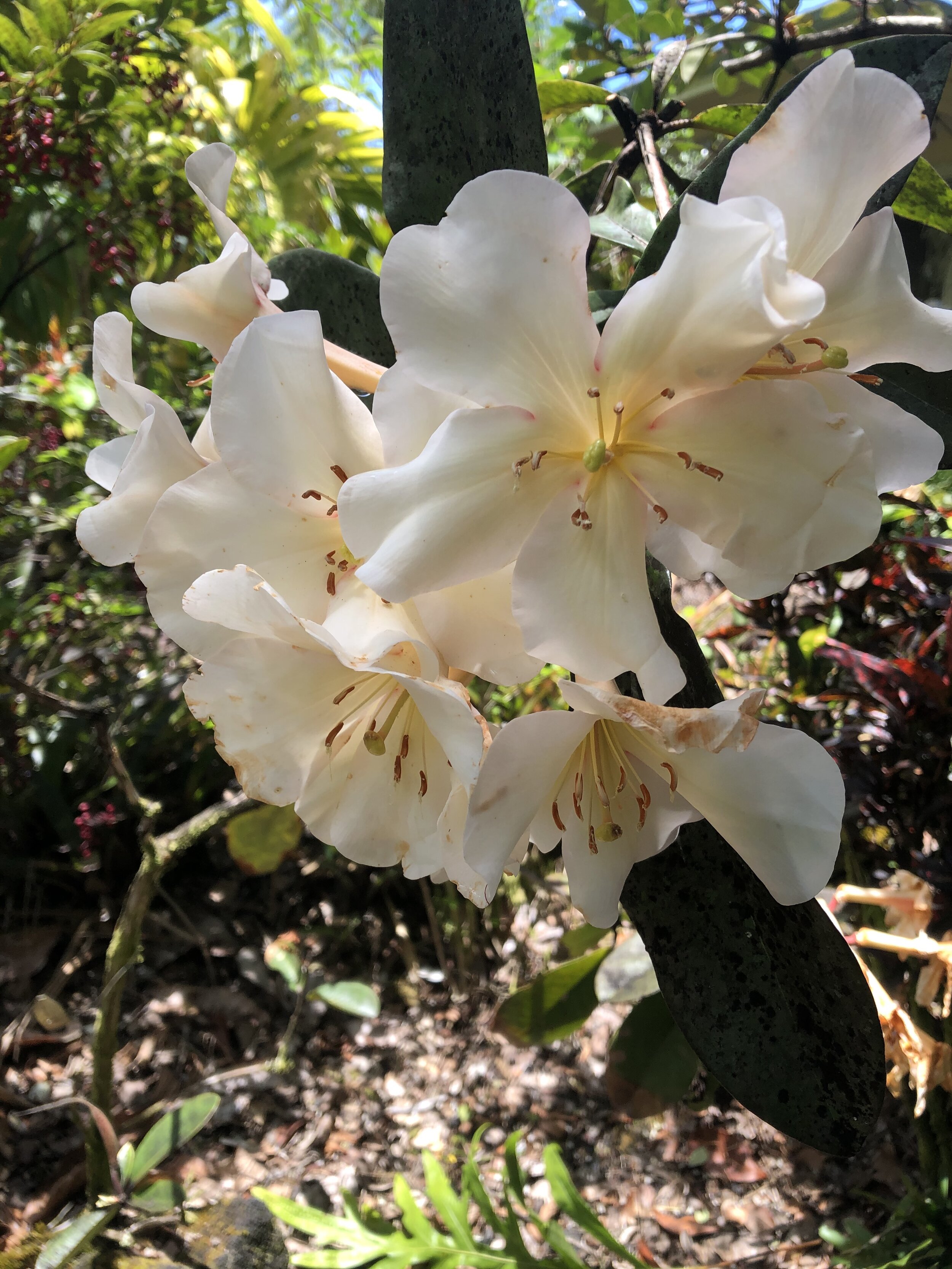 Rhododendron vireya 'Lake Habbema'.jpg