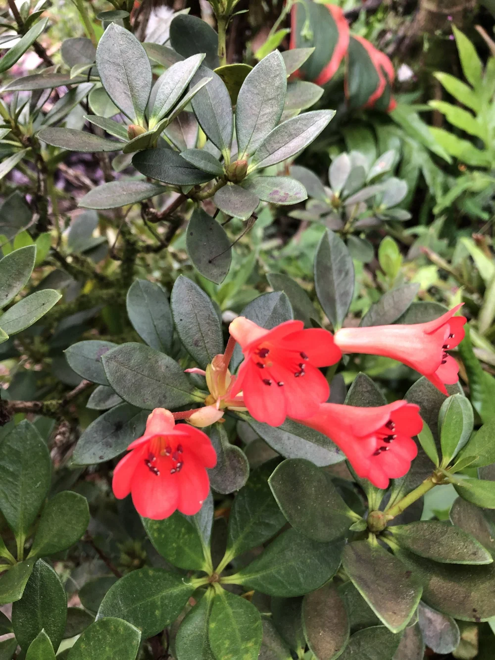 Rhododendron vireya 'Saxon Glow'  Vintage Green Farms with Tom Piergrossi