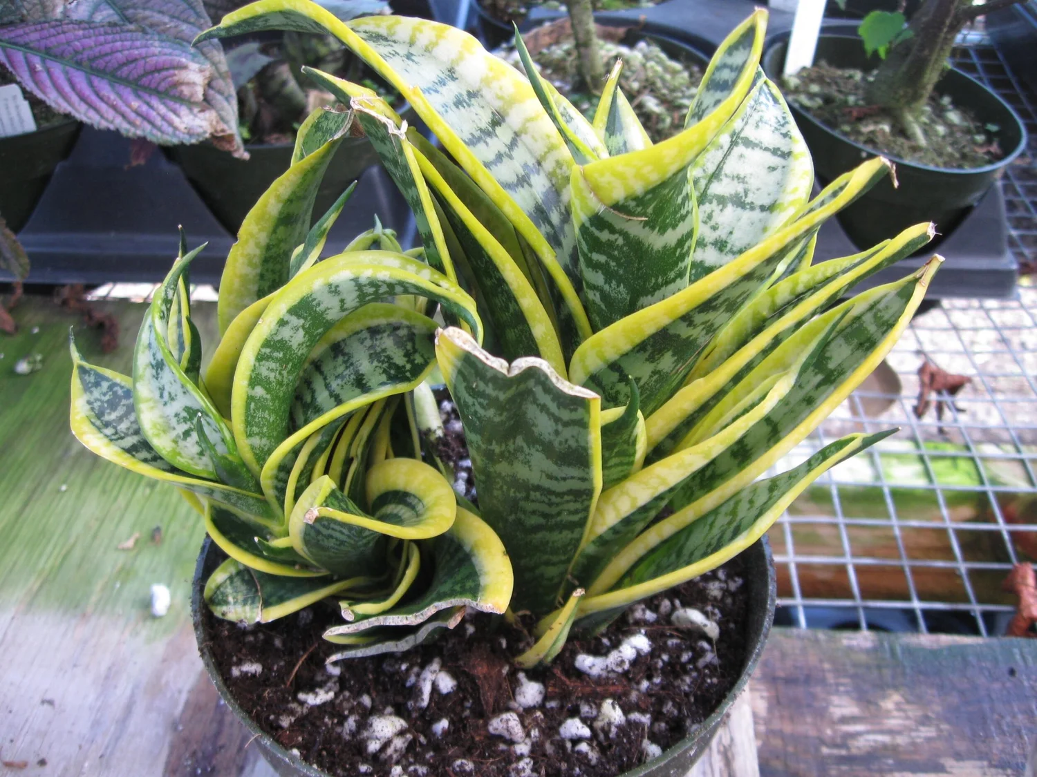 plant sunflower from seed Sunflower Mix Seed