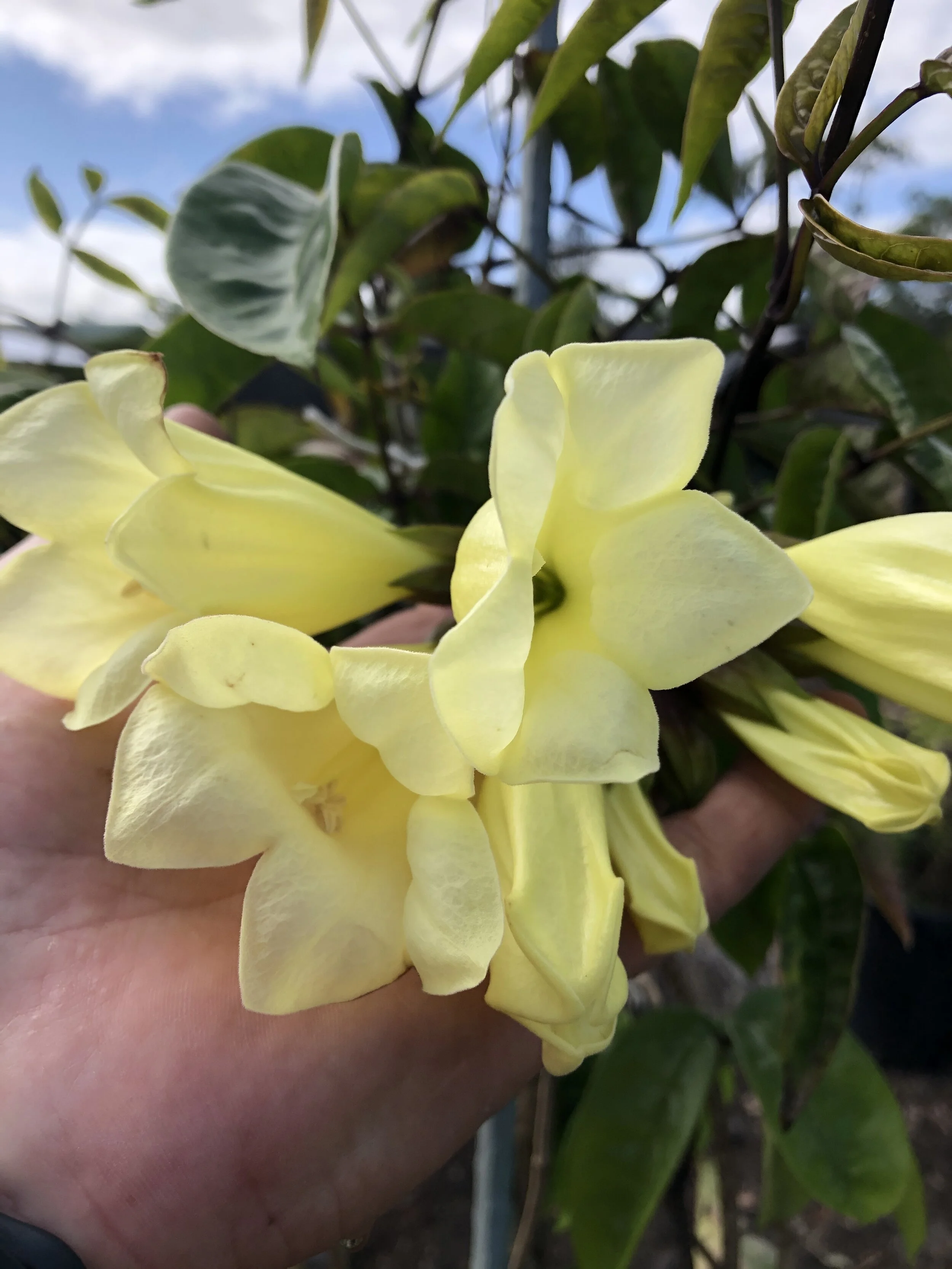 Tecomanthe dendrophylla 'Alba' (2).jpg