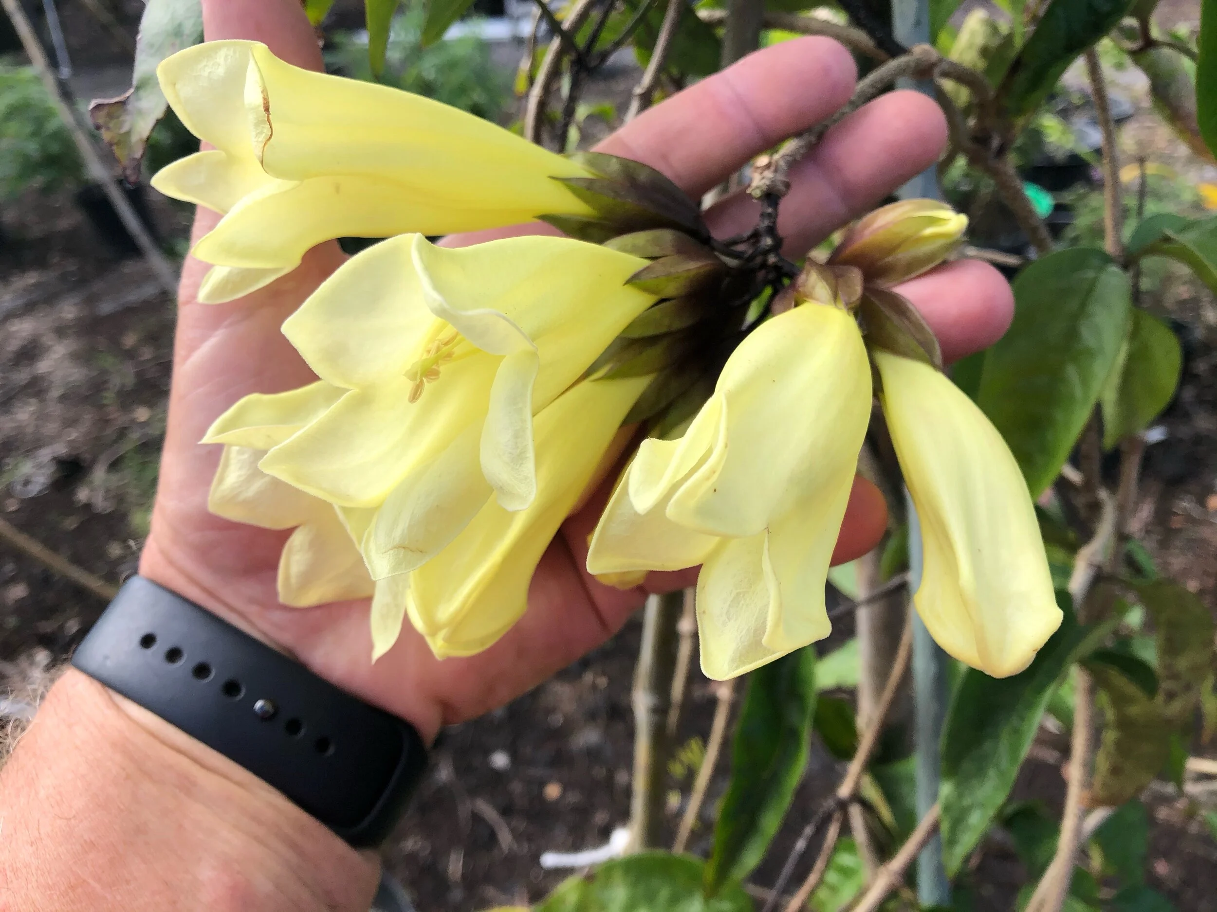 Tecomanthe dendrophylla 'Alba' (3).jpg