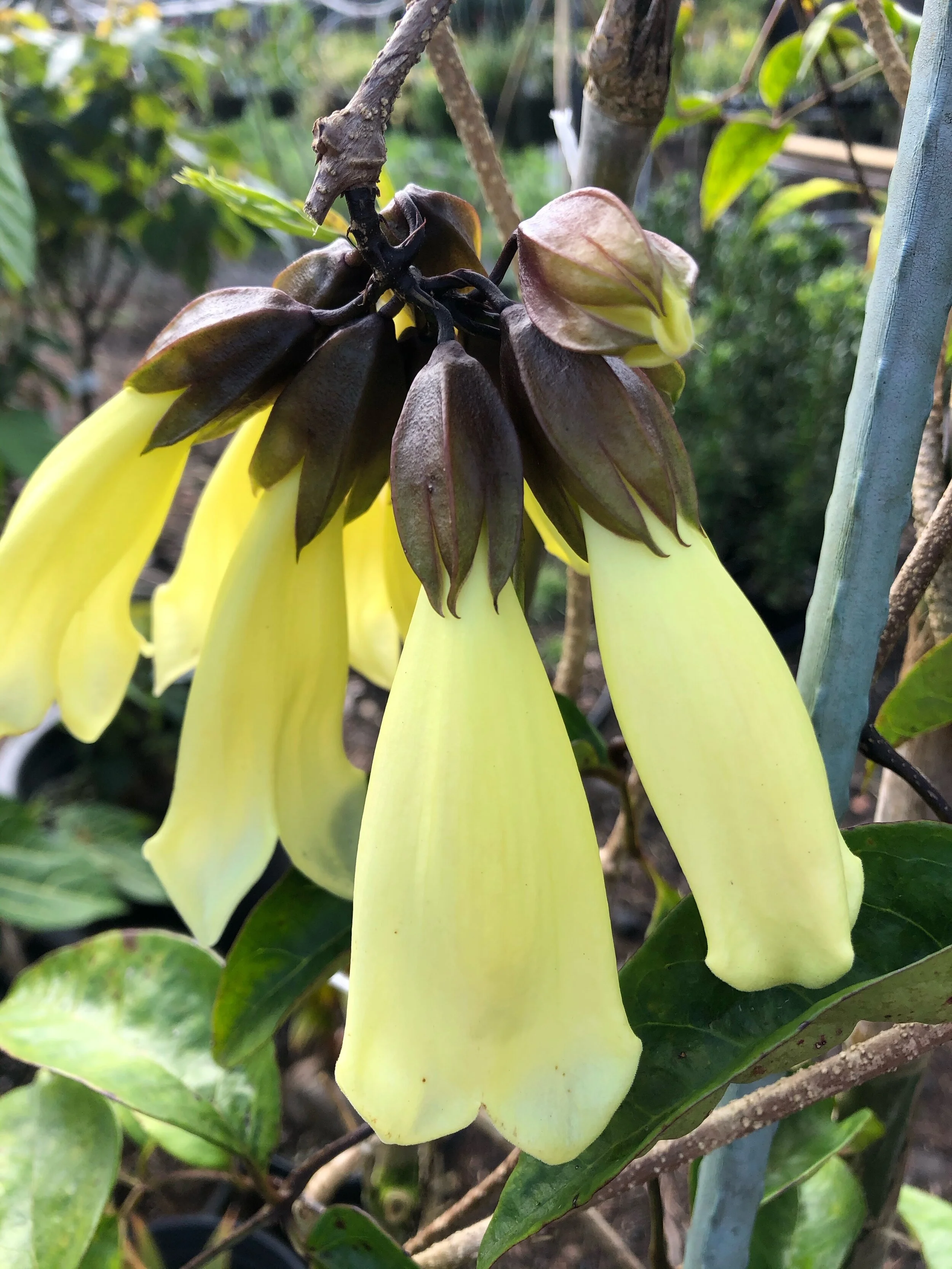 Tecomanthe dendrophylla 'Alba' (4).jpg