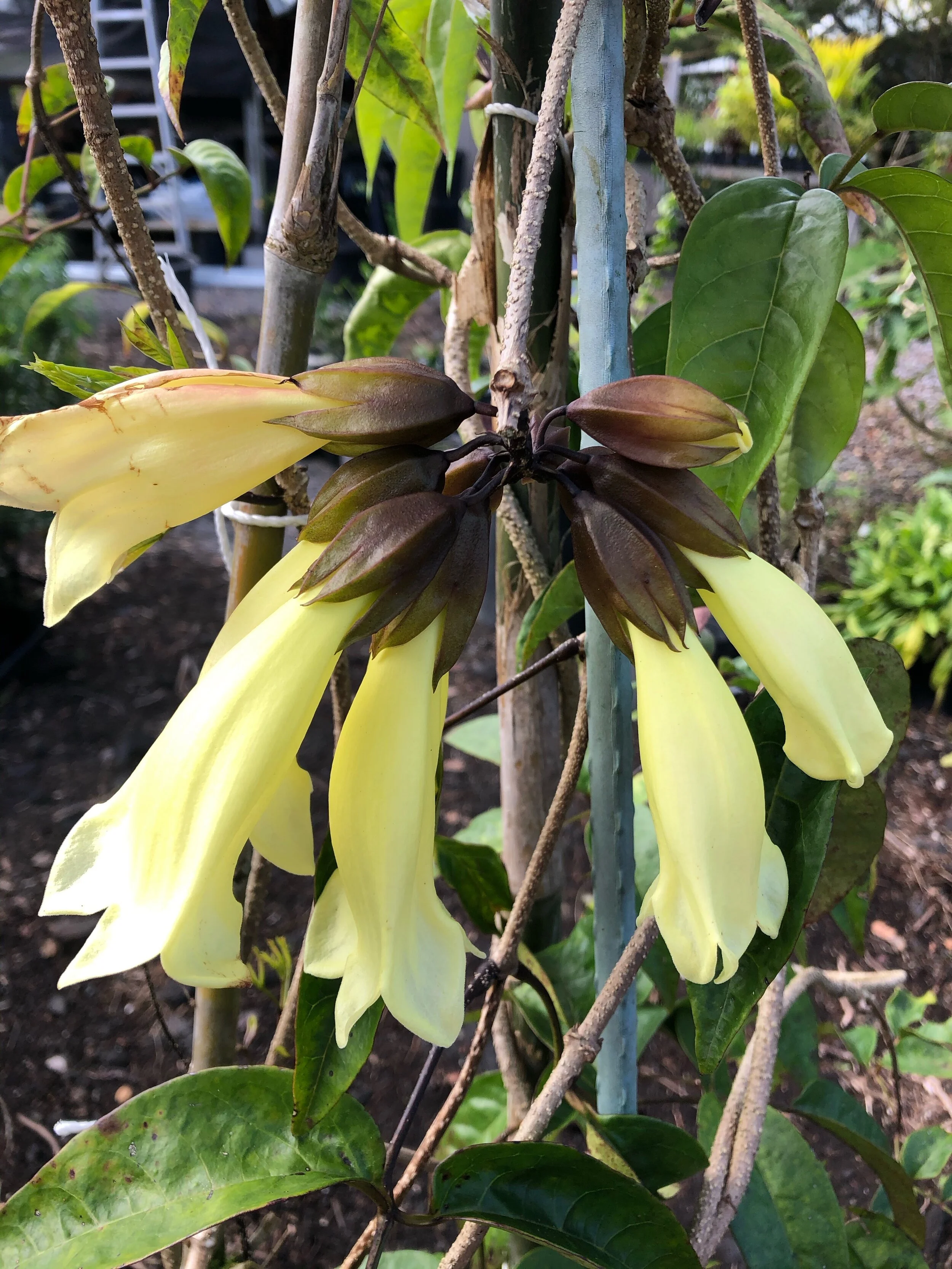 Tecomanthe dendrophylla 'Alba'.jpg