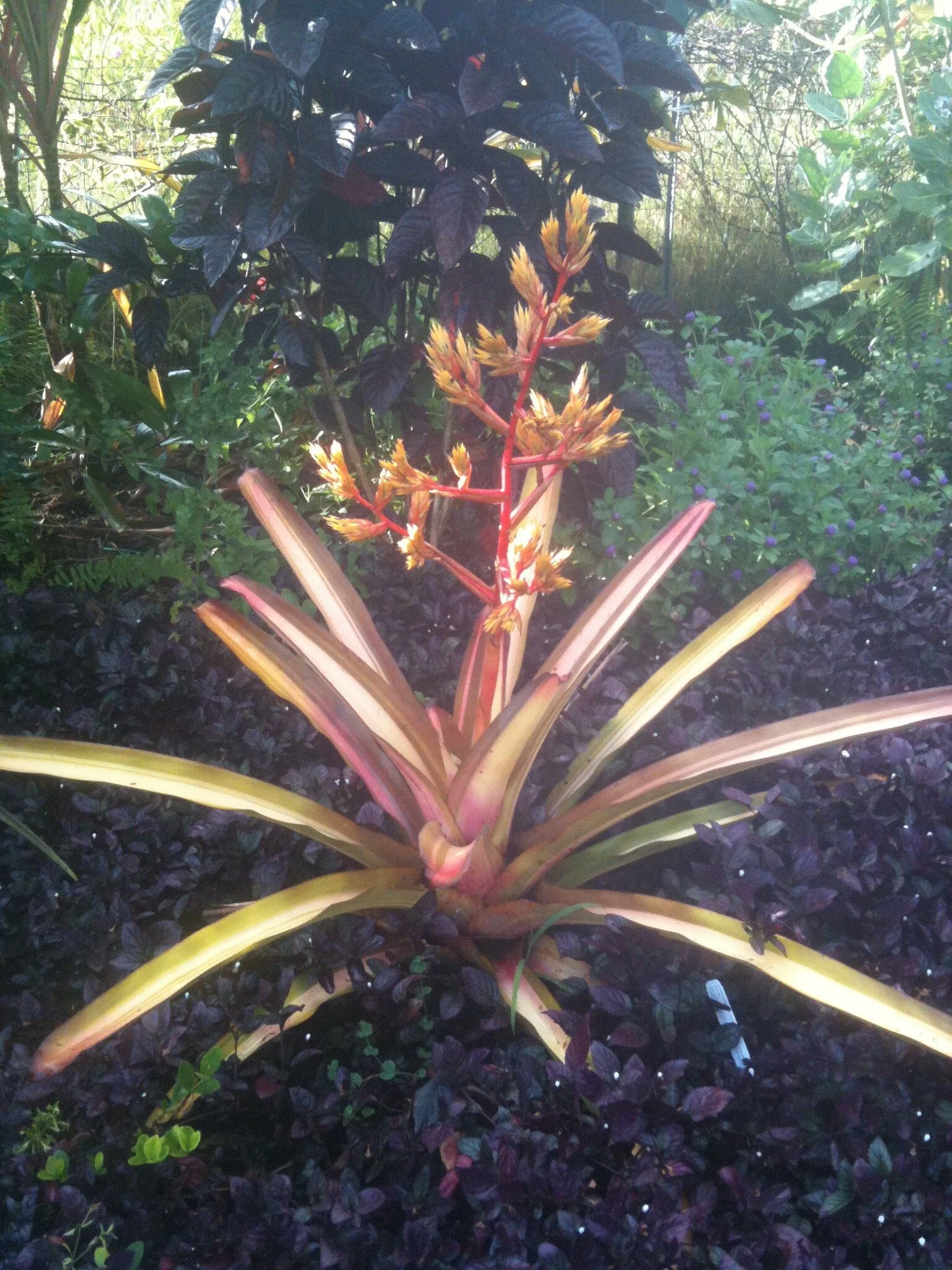 aechmea blanchetiana variegata (1).jpg