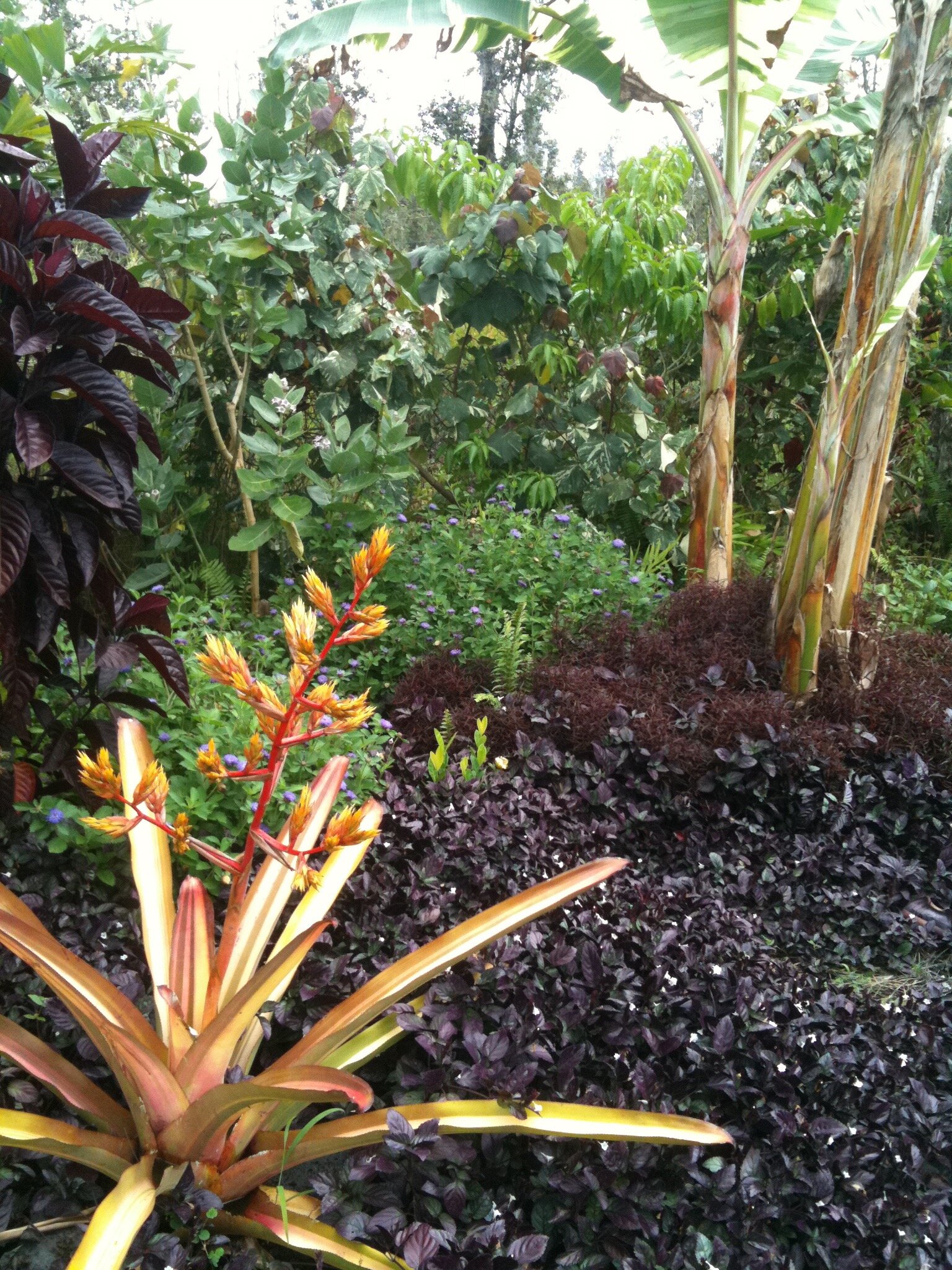 aechmea blanchetiana variegata (2).jpg