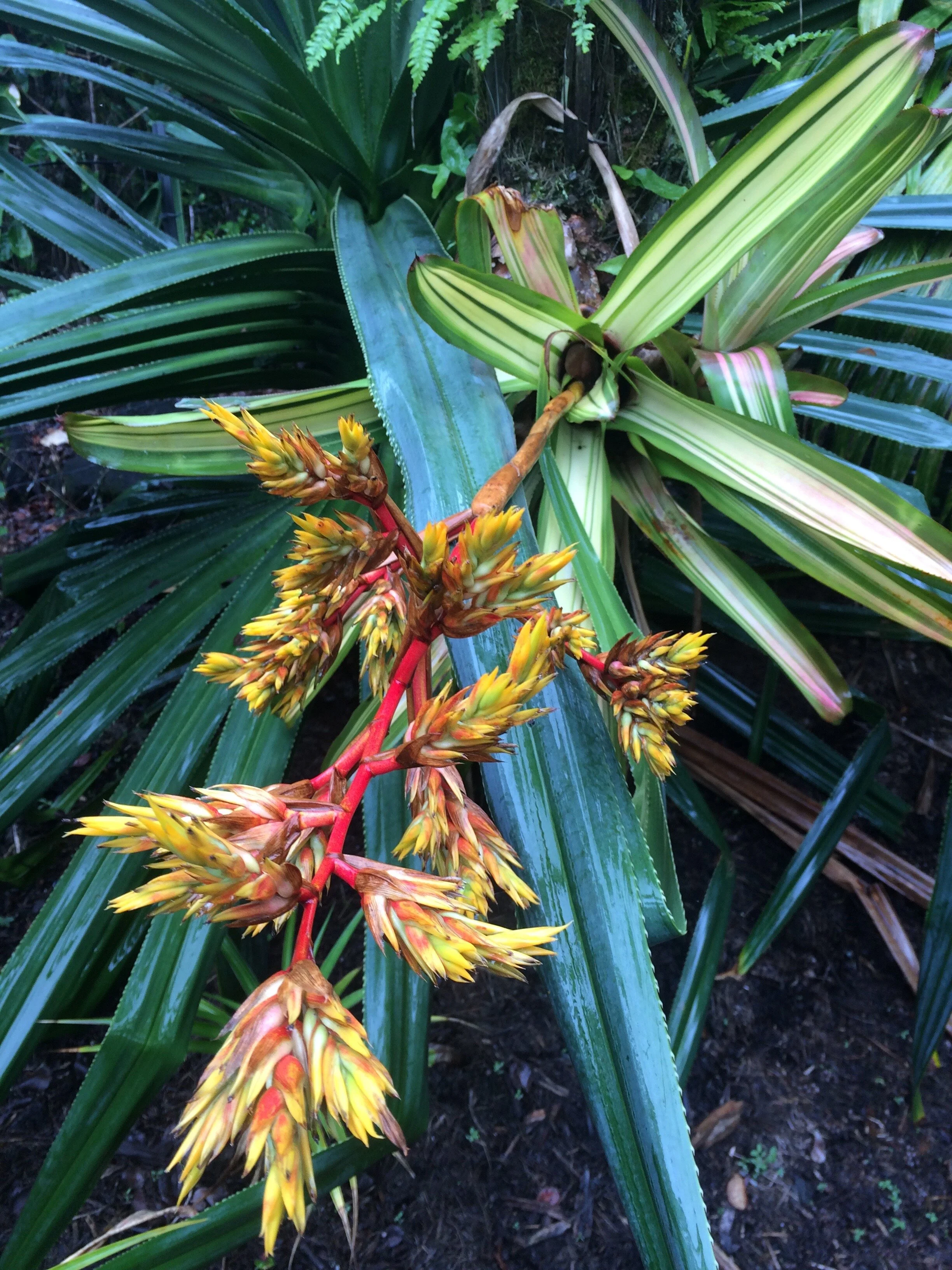Aechmea blanchetiana variegata (3).jpg