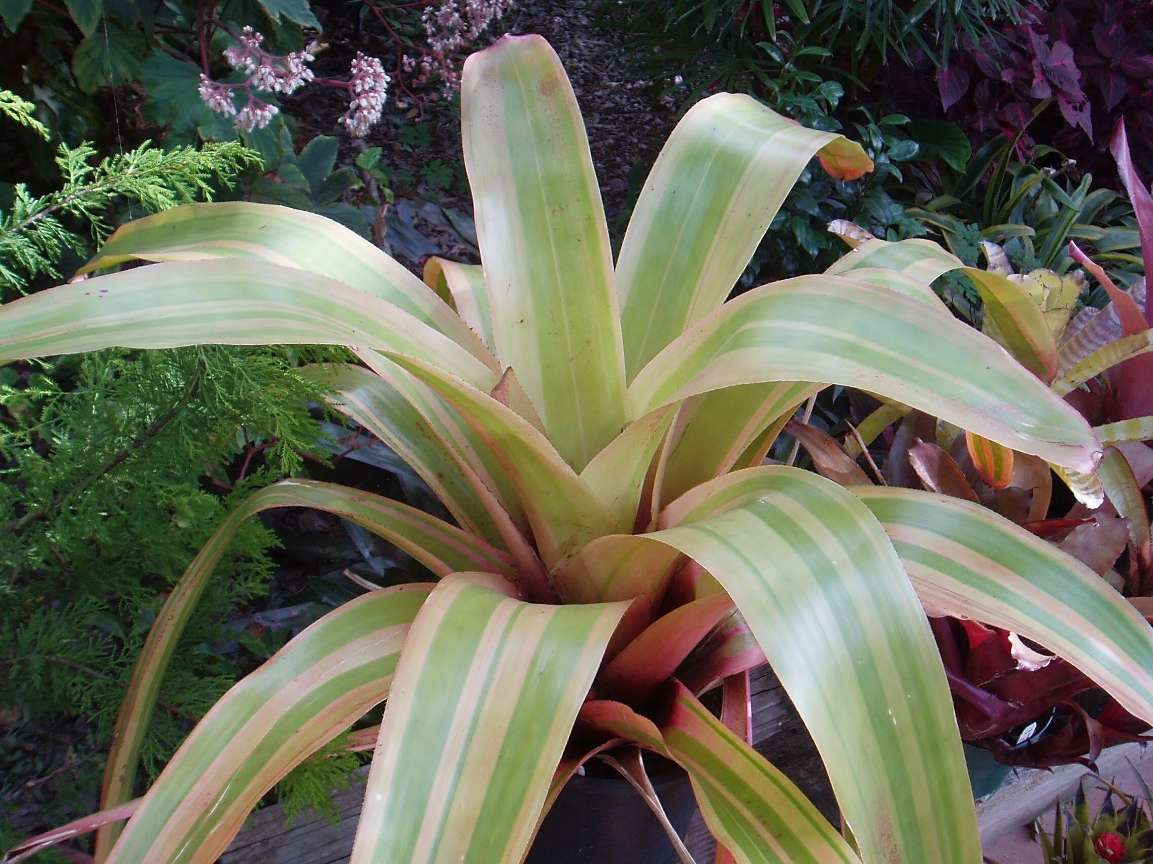 aechmea blanchetiana variegata.jpg