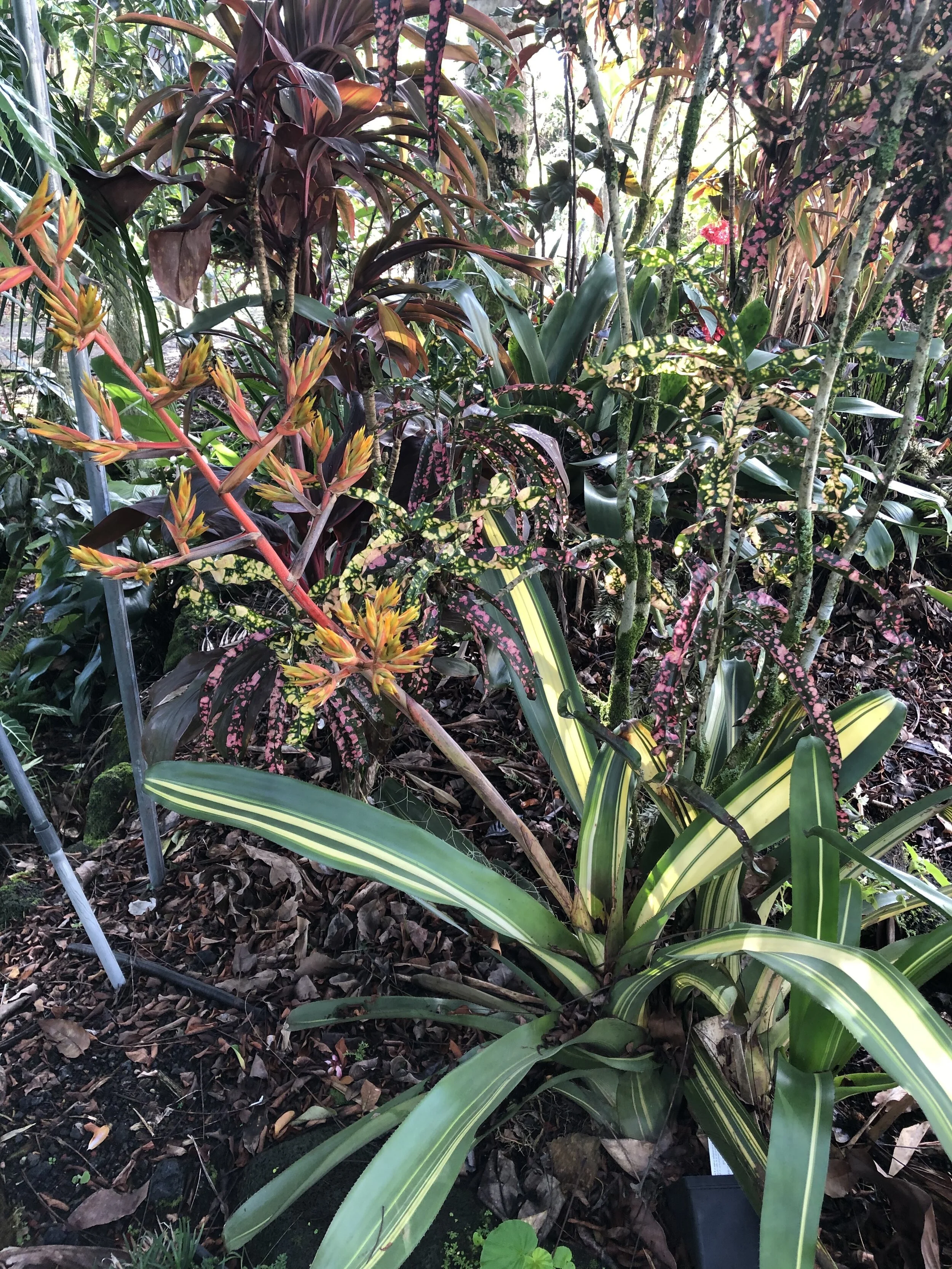 Aechmea blanchetiana variegata (4).jpg