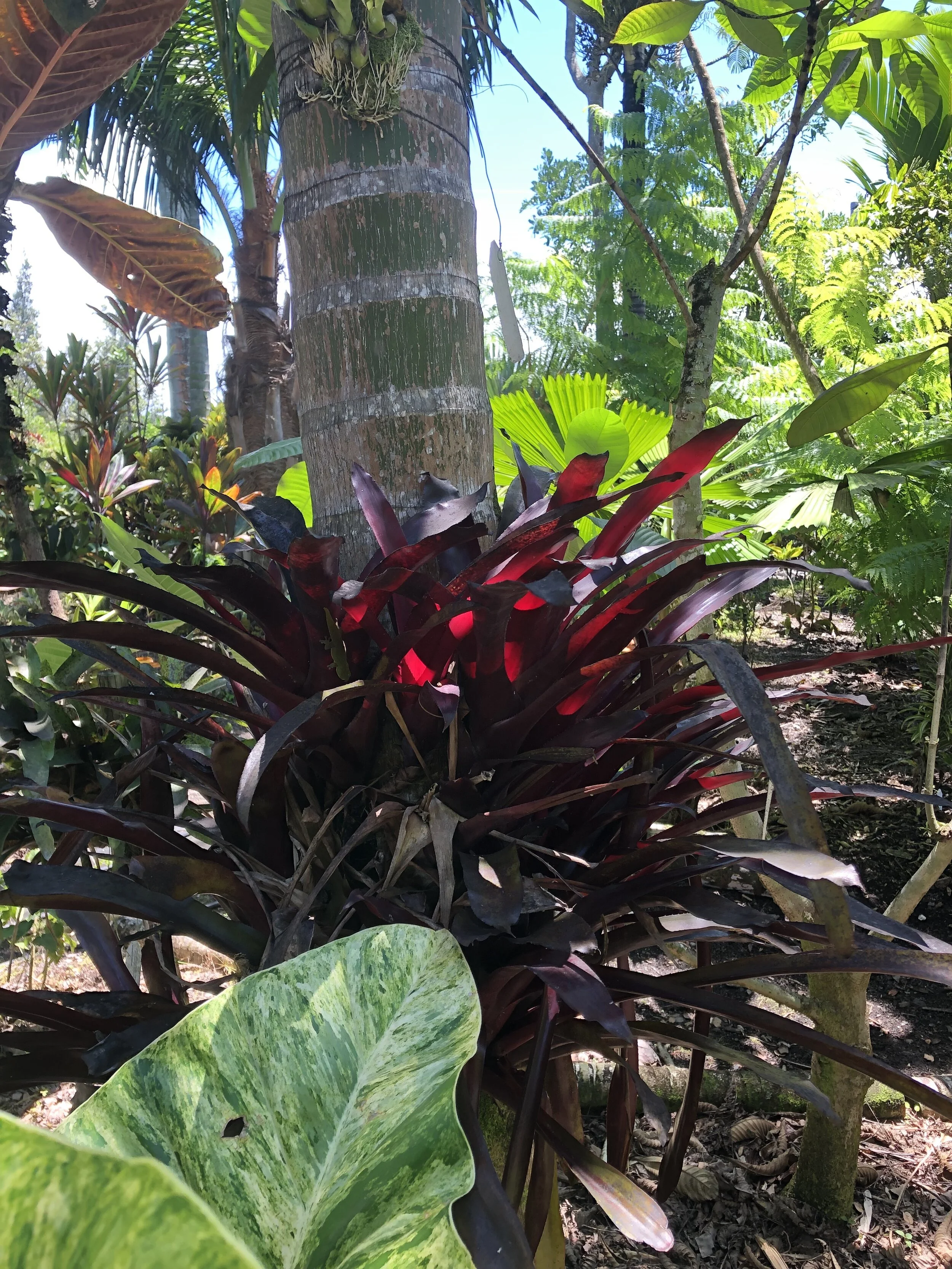 Aechmea fulgens v. discolor cv. ‘Vin Rose’ (Hummell) (1).jpg