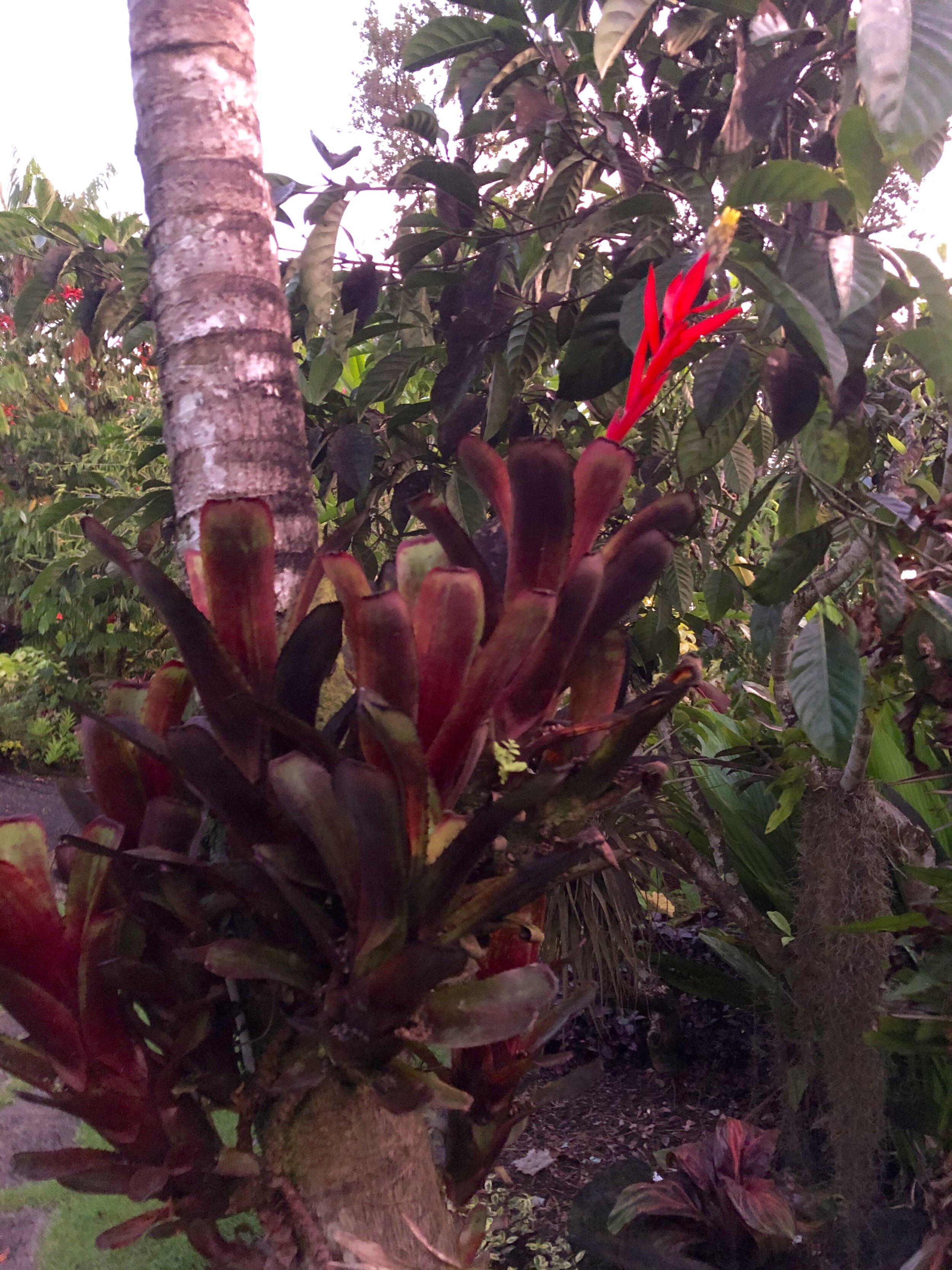 Aechmea nudicaulis purpurea.jpg