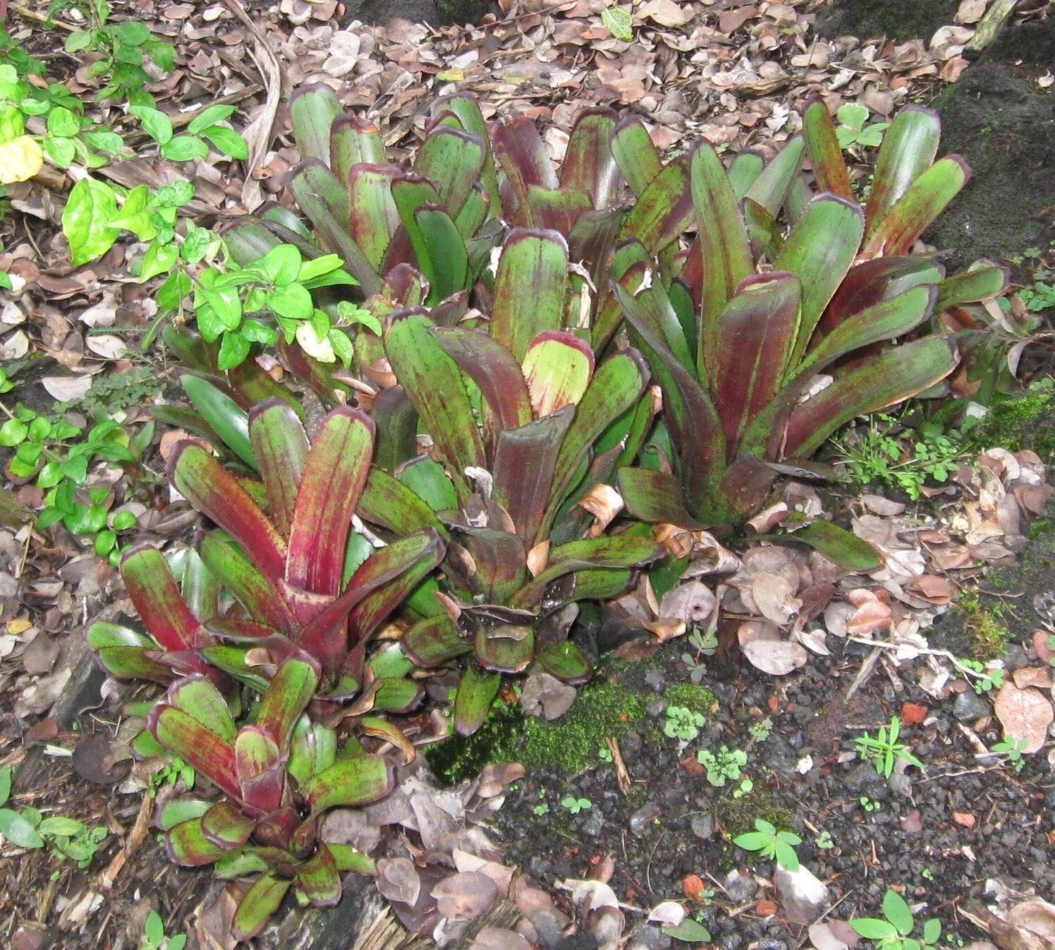 aechmea_nudicaulis_purpurea.jpg