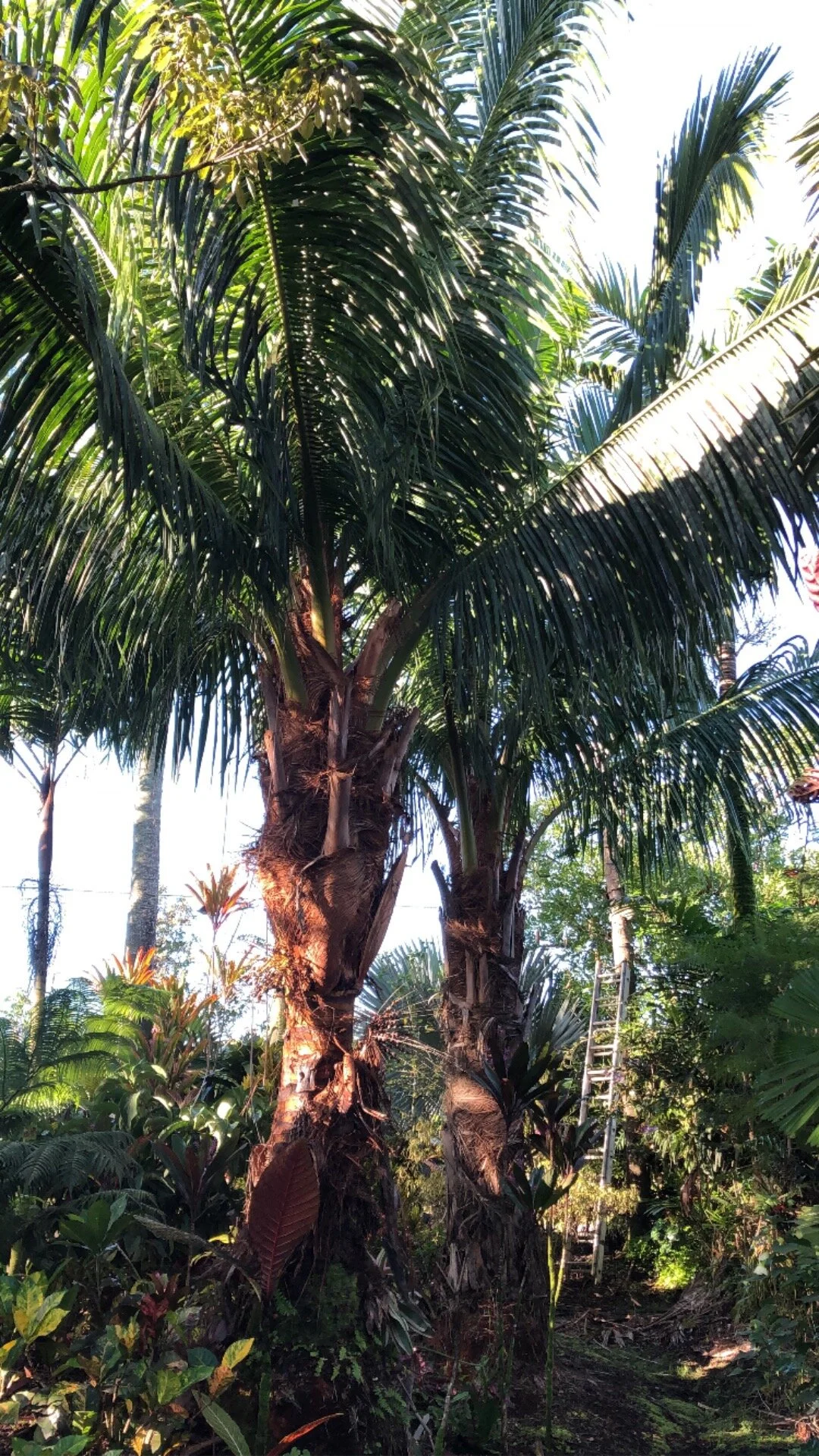 Beccariophoenix fenestralis (B. madagascariensis) (1).jpg