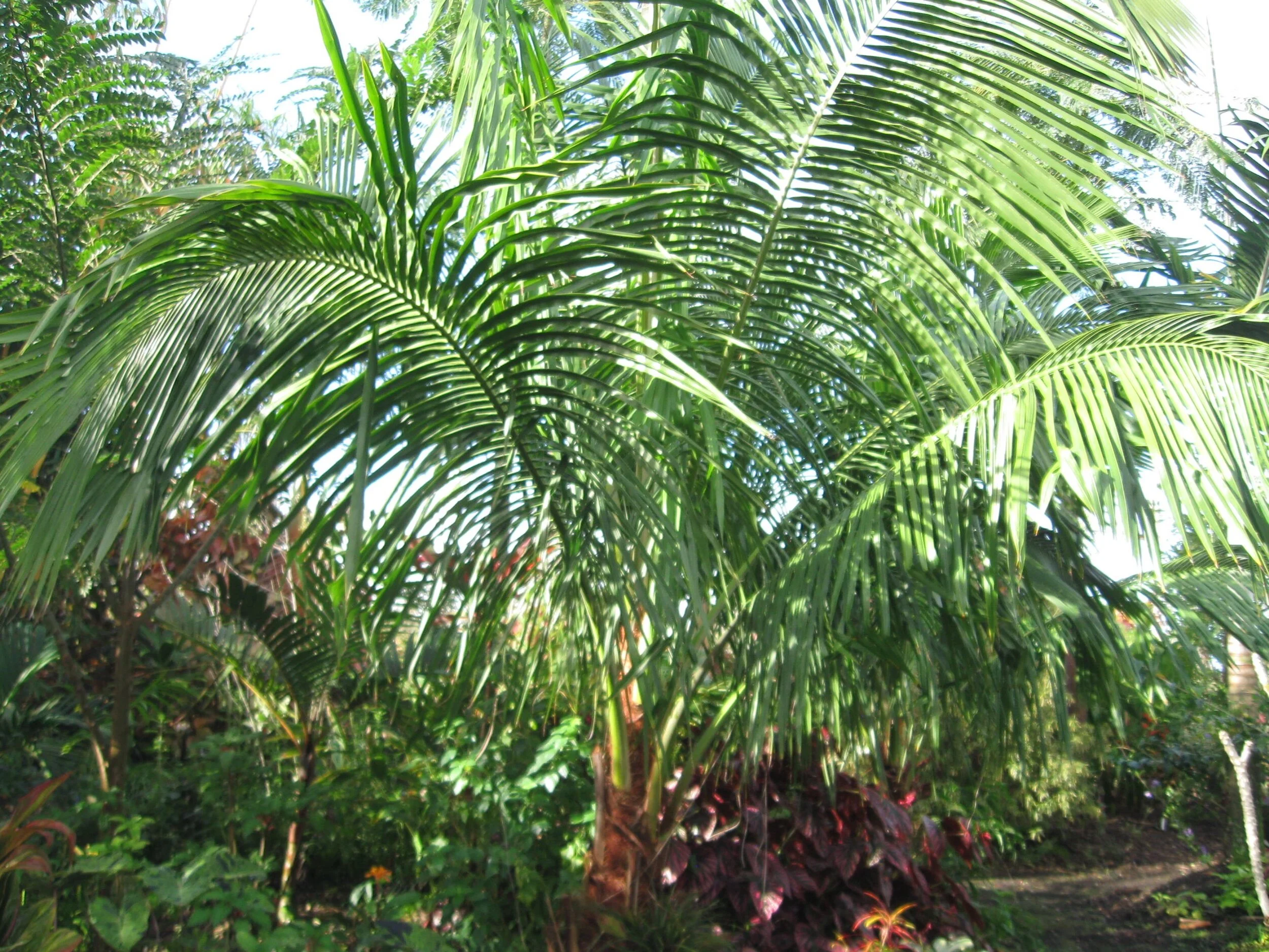 Beccariophoenix madagascariensis (1).jpg