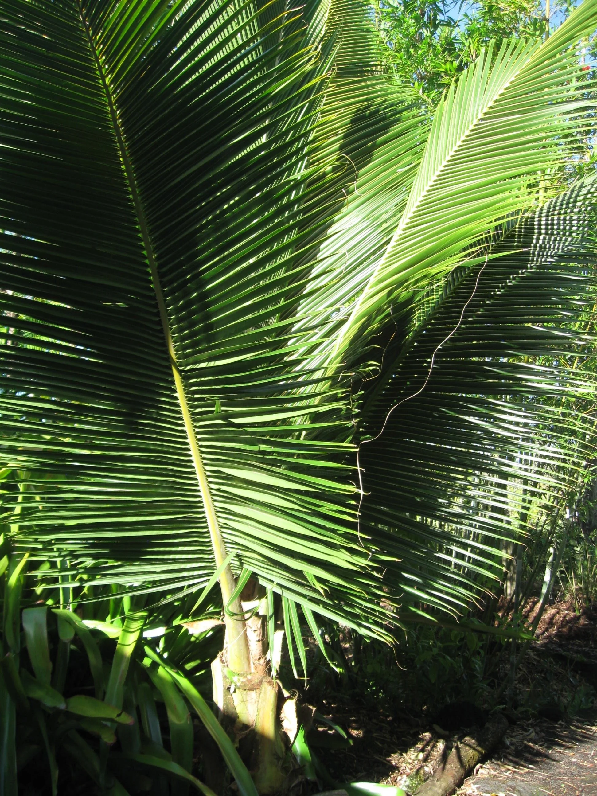 Beccariophoenix madagascariensis.jpg