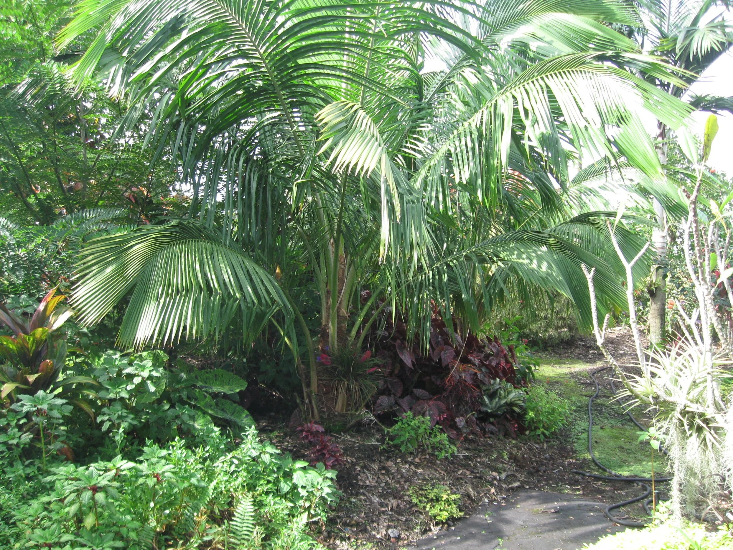 Beccariophoenix madgascariensis.jpg