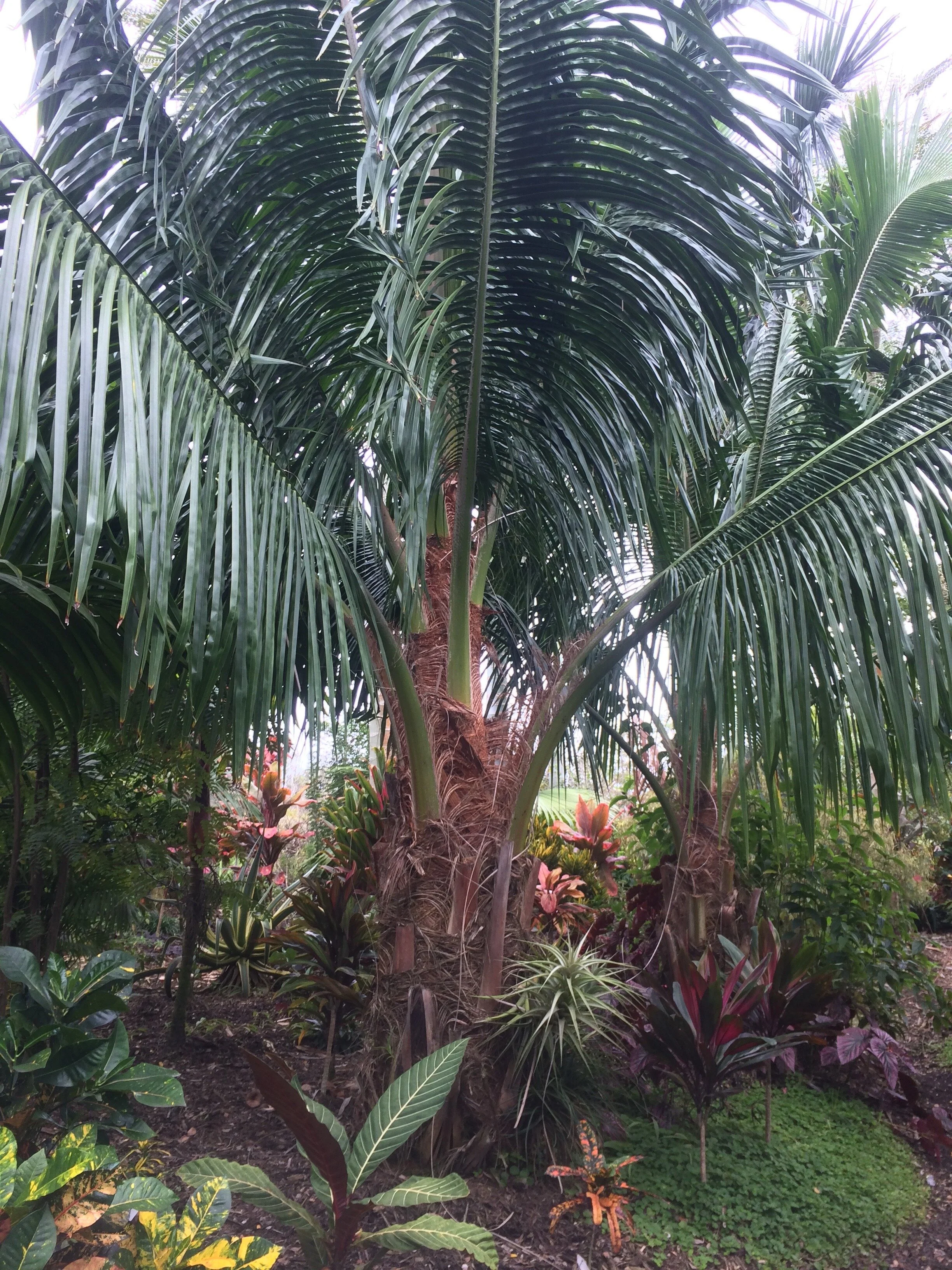 Beccariophoenix madgascariensis (1).jpg