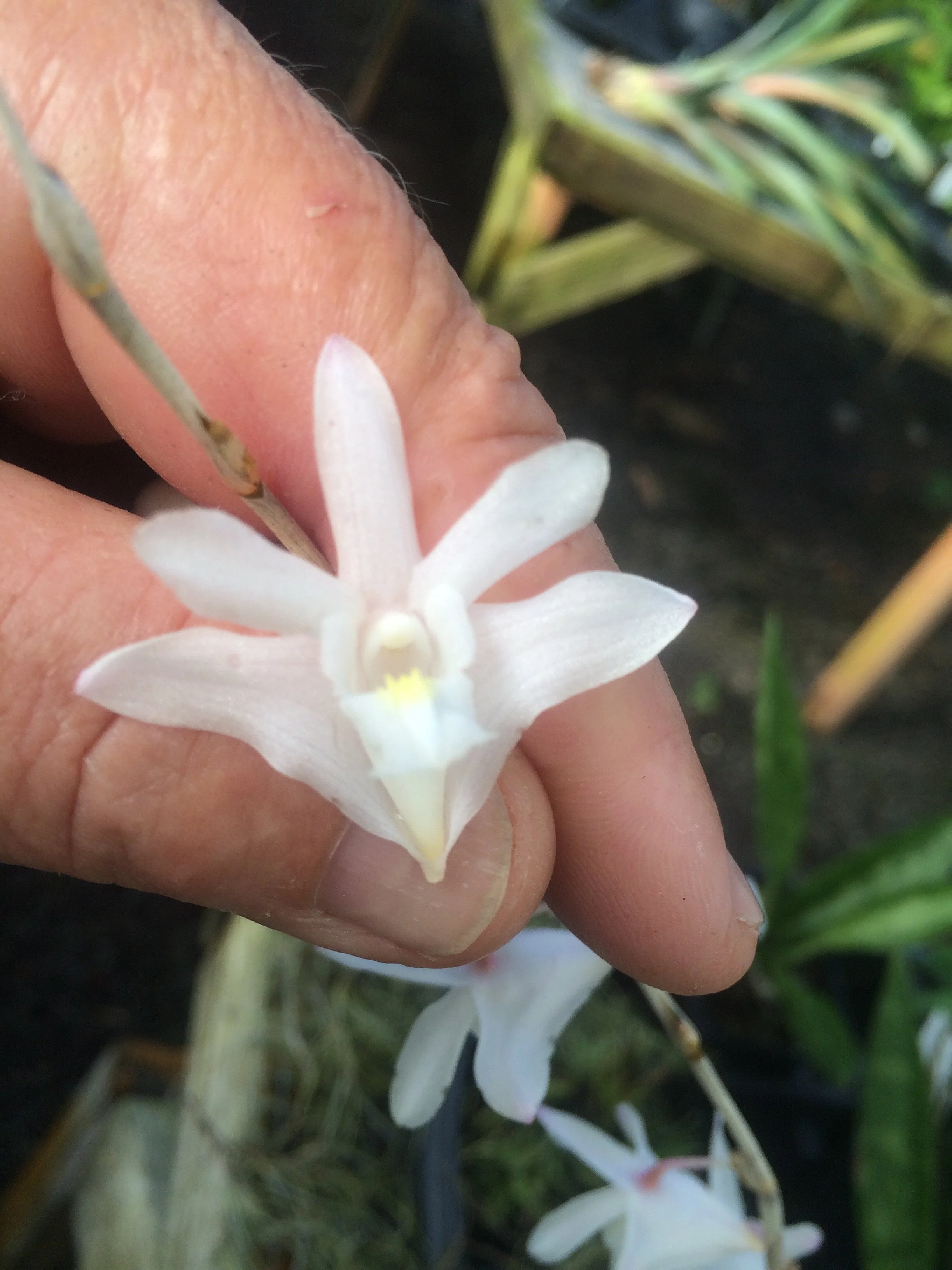 Dendrobium kingianum album.jpg